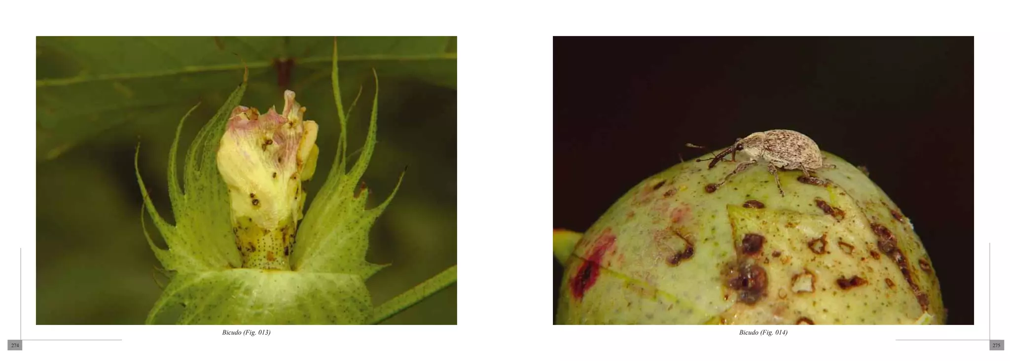 Bicudo (Fig. 013)   Bicudo (Fig. 014)
274                                           275
 