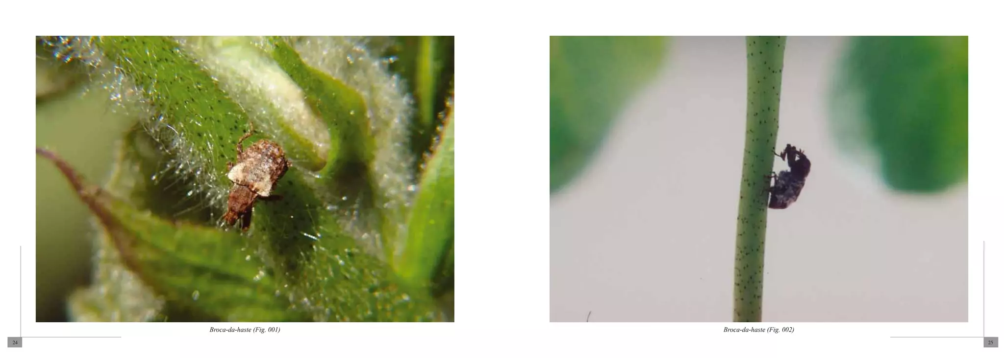 Broca-da-haste (Fig. 001)   Broca-da-haste (Fig. 002)
24                                                           25
 