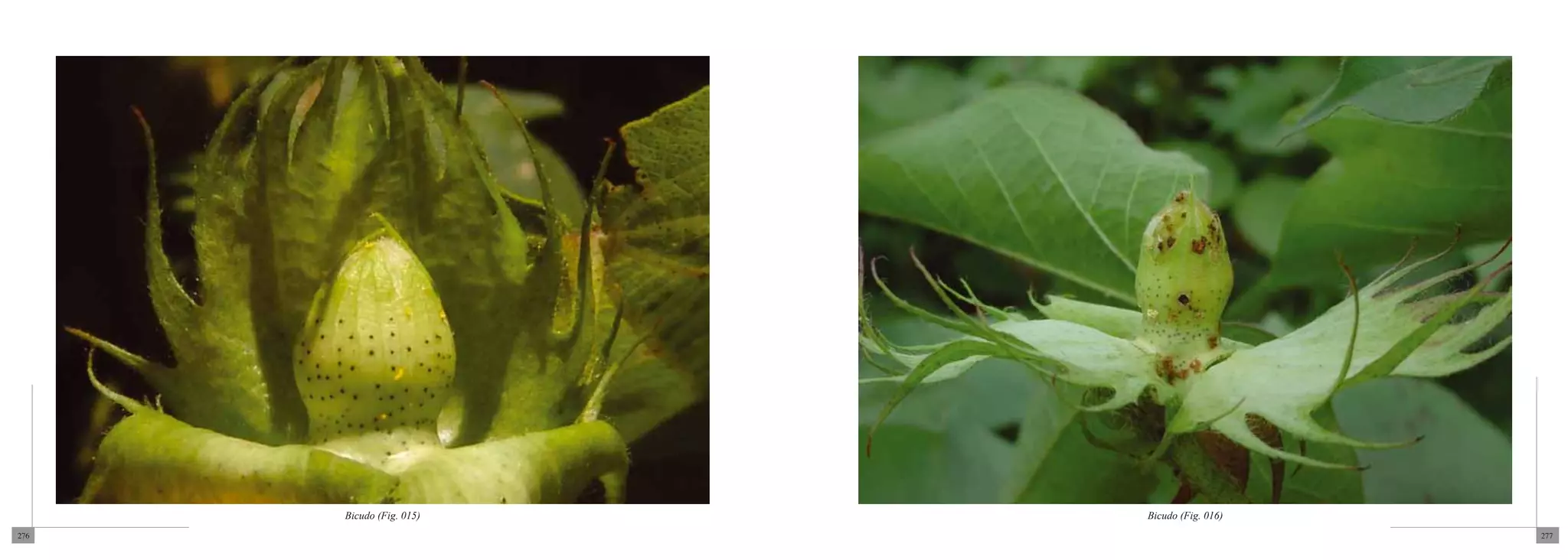 Bicudo (Fig. 015)   Bicudo (Fig. 016)
276                                           277
 