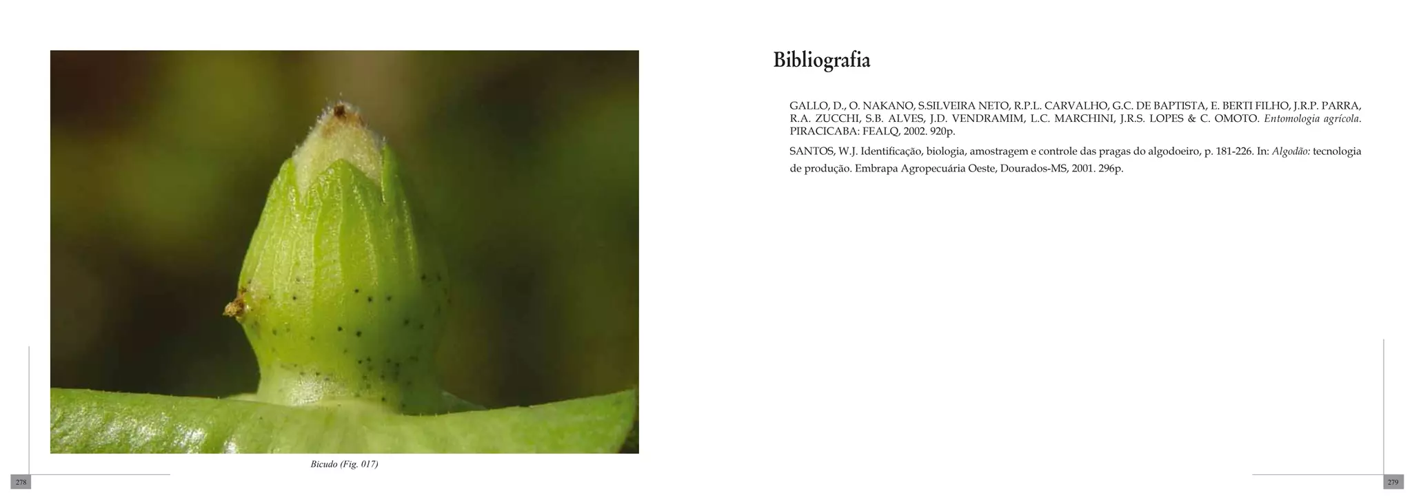 Bibliografia
                            Gallo, D., O. Nakano, S.Silveira Neto, R.P.L. Carvalho, G.C. de Baptista, E. Berti Filho, J.R.P. Parra,
                            R.A. Zucchi, S.B. Alves, J.D. Vendramim, L.C. Marchini, J.R.S. Lopes & C. Omoto. Entomologia agrícola.
                            Piracicaba: FEALQ, 2002. 920p.
                            Santos, W.J. Identificação, biologia, amostragem e controle das pragas do algodoeiro, p. 181-226. In: Algodão: tecnologia
                            de produção. Embrapa Agropecuária Oeste, Dourados-MS, 2001. 296p.




      Bicudo (Fig. 017)
278                                                                                                                                                     279
 