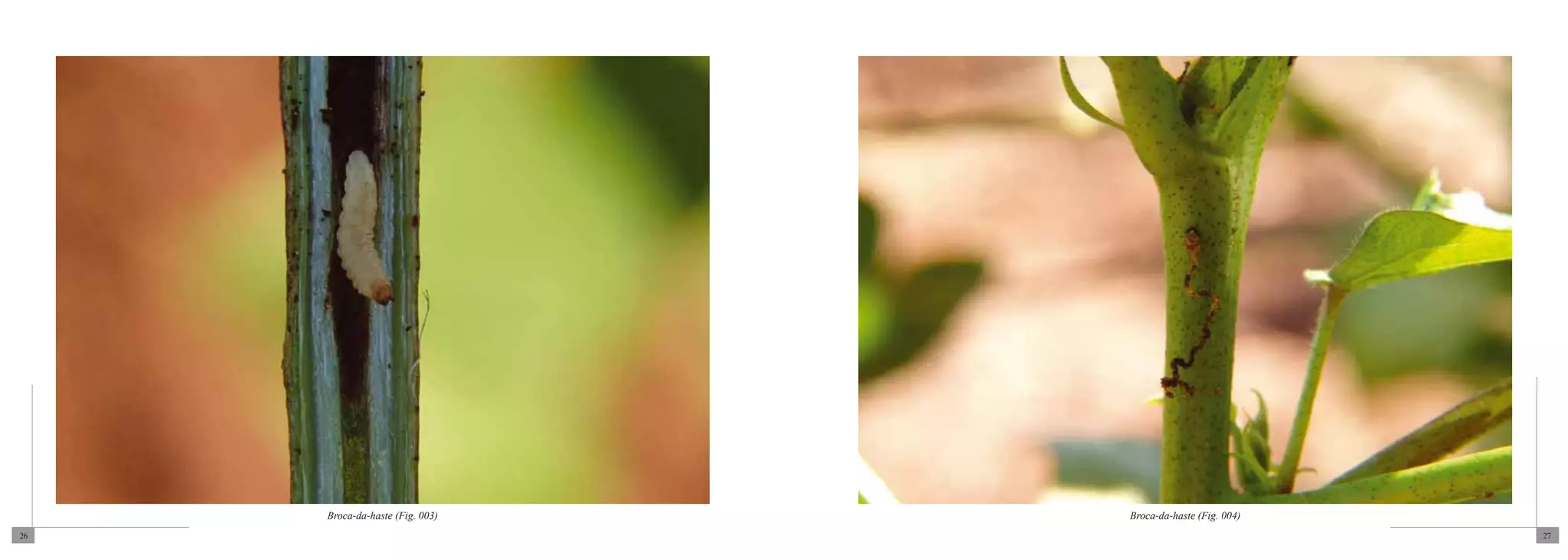 Broca-da-haste (Fig. 003)   Broca-da-haste (Fig. 004)
26                                                           27
 