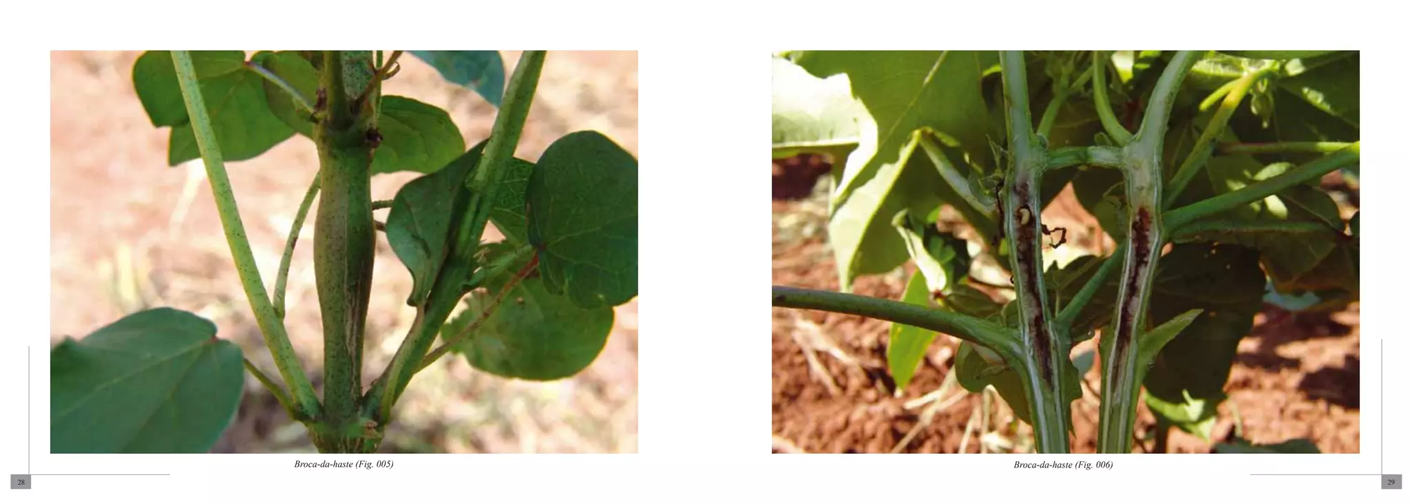 Broca-da-haste (Fig. 005)   Broca-da-haste (Fig. 006)
28                                                           29
 