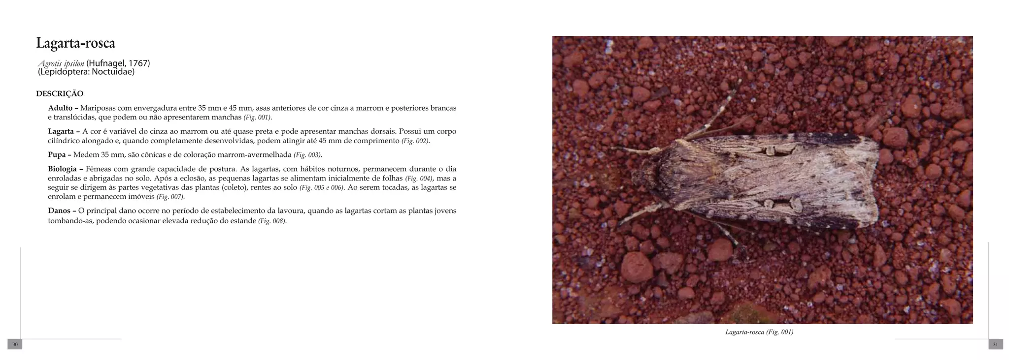 Lagarta-rosca
     Agrotis ipsilon (Hufnagel, 1767)
     (Lepidoptera: Noctuidae)

     DESCRIÇÃO
       Adulto – Mariposas com envergadura entre 35 mm e 45 mm, asas anteriores de cor cinza a marrom e posteriores brancas
       e translúcidas, que podem ou não apresentarem manchas (Fig. 001).
       Lagarta – A cor é variável do cinza ao marrom ou até quase preta e pode apresentar manchas dorsais. Possui um corpo
       cilíndrico alongado e, quando completamente desenvolvidas, podem atingir até 45 mm de comprimento (Fig. 002).
       Pupa – Medem 35 mm, são cônicas e de coloração marrom-avermelhada (Fig. 003).
       Biologia – Fêmeas com grande capacidade de postura. As lagartas, com hábitos noturnos, permanecem durante o dia
       enroladas e abrigadas no solo. Após a eclosão, as pequenas lagartas se alimentam inicialmente de folhas (Fig. 004), mas a
       seguir se dirigem às partes vegetativas das plantas (coleto), rentes ao solo (Fig. 005 e 006). Ao serem tocadas, as lagartas se
       enrolam e permanecem imóveis (Fig. 007).
       Danos – O principal dano ocorre no período de estabelecimento da lavoura, quando as lagartas cortam as plantas jovens
       tombando-as, podendo ocasionar elevada redução do estande (Fig. 008).




                                                                                                                                         Lagarta-rosca (Fig. 001)
30                                                                                                                                                                  31
 