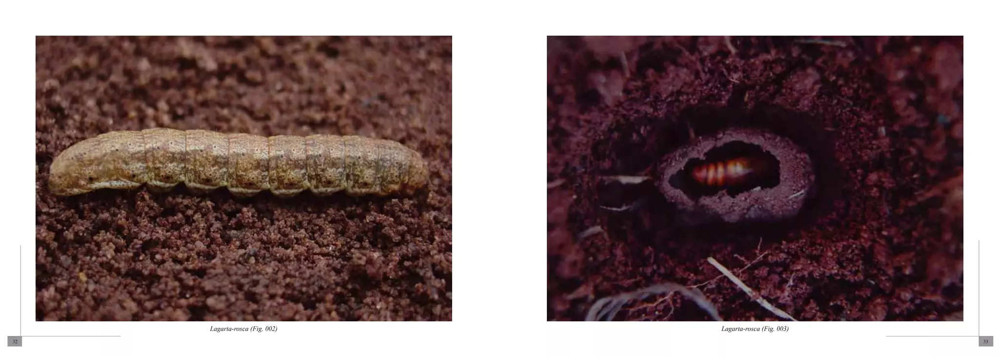 Lagarta-rosca (Fig. 002)   Lagarta-rosca (Fig. 003)
32                                                         33
 