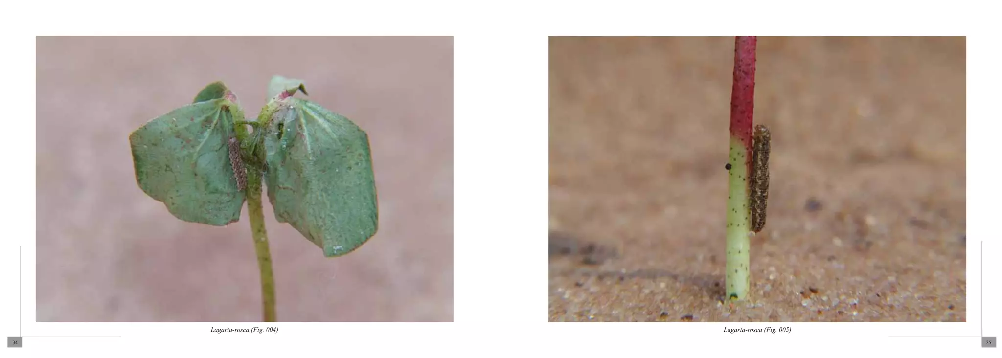 Lagarta-rosca (Fig. 004)   Lagarta-rosca (Fig. 005)
34                                                         35
 