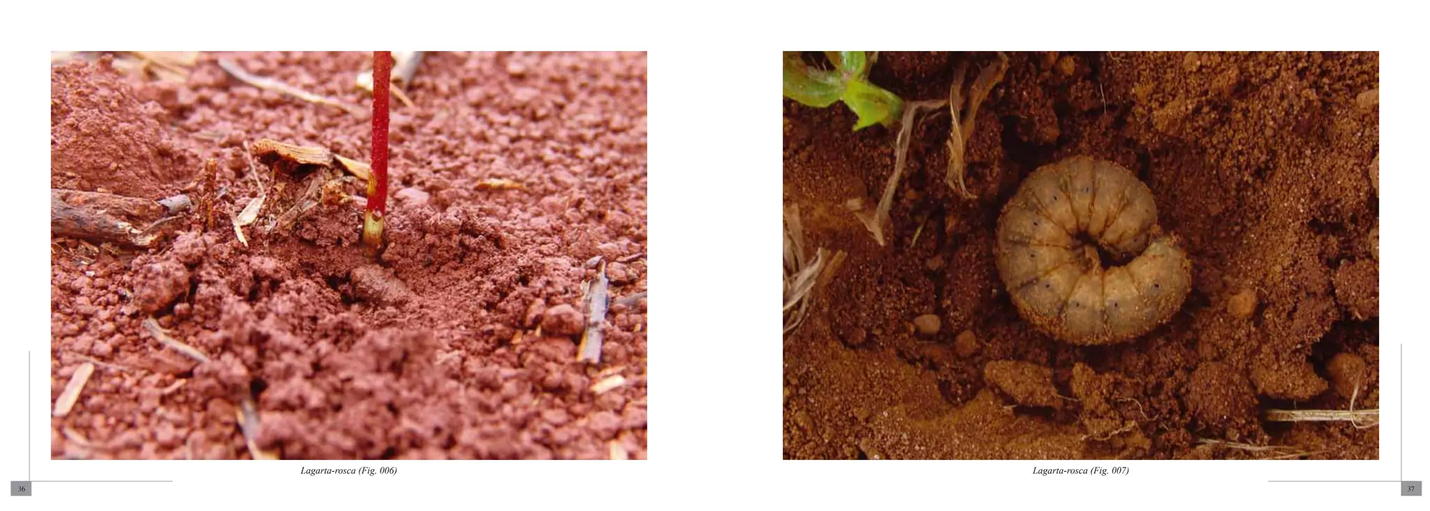 Lagarta-rosca (Fig. 006)   Lagarta-rosca (Fig. 007)
36                                                         37
 
