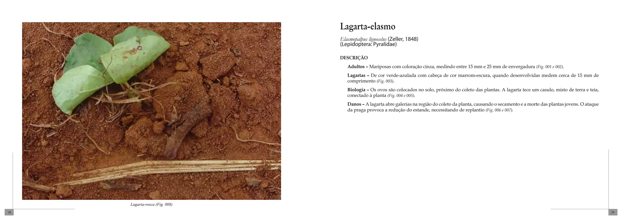 Lagarta-elasmo
                                Elasmopalpus lignoselus (Zeller, 1848)
                                (Lepidoptera: Pyralidae)

                                DESCRIÇÃO
                                   Adultos – Mariposas com coloração cinza, medindo entre 15 mm e 25 mm de envergadura (Fig. 001 e 002).
                                   Lagartas – De cor verde-azulada com cabeça de cor marrom-escura, quando desenvolvidas medem cerca de 15 mm de
                                   comprimento (Fig. 003).
                                   Biologia – Os ovos são colocados no solo, próximo do coleto das plantas. A lagarta tece um casulo, misto de terra e teia,
                                   conectado à planta (Fig. 004 e 005).
                                   Danos – A lagarta abre galerias na região do coleto da planta, causando o secamento e a morte das plantas jovens. O ataque
                                   da praga provoca a redução do estande, necessitando de replantio (Fig. 006 e 007).




     Lagarta-rosca (Fig. 008)
38                                                                                                                                                              39
 