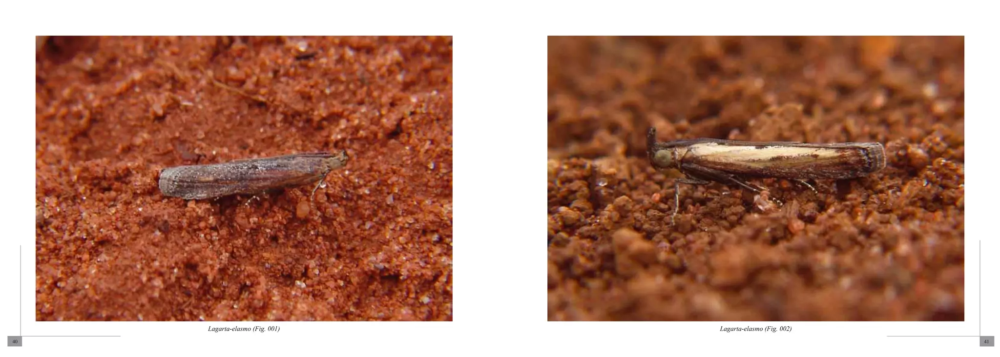 Lagarta-elasmo (Fig. 001)   Lagarta-elasmo (Fig. 002)
40                                                           41
 