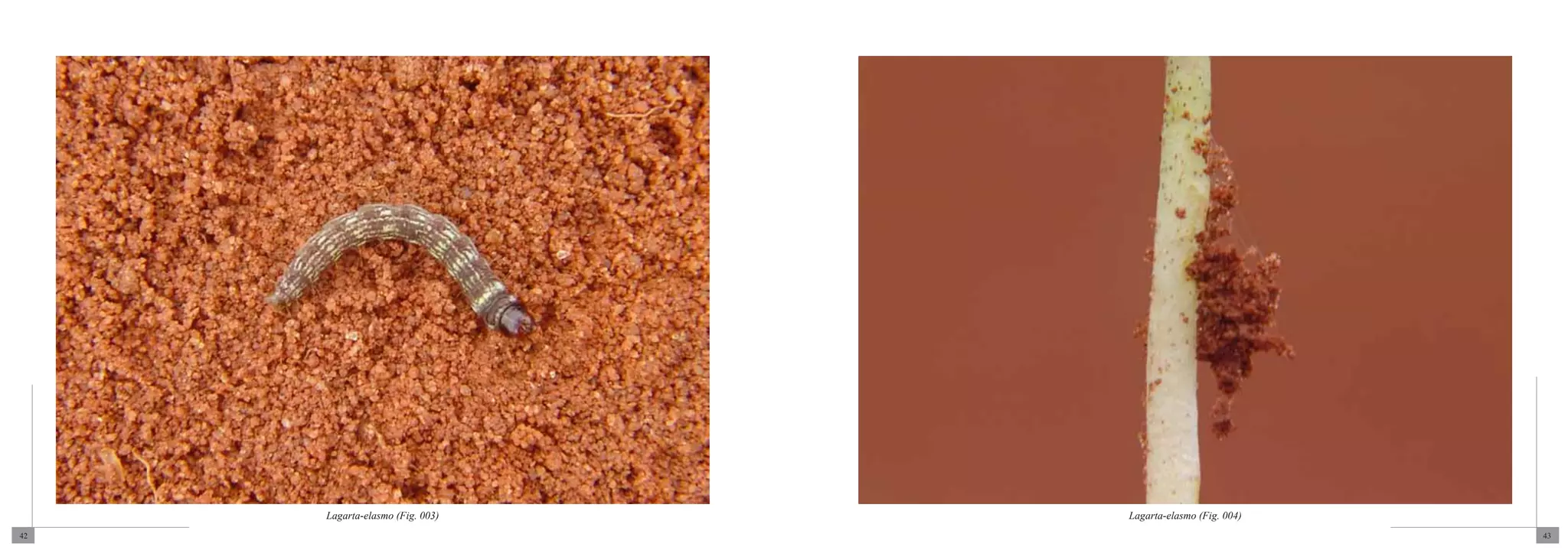 Lagarta-elasmo (Fig. 003)   Lagarta-elasmo (Fig. 004)
42                                                           43
 