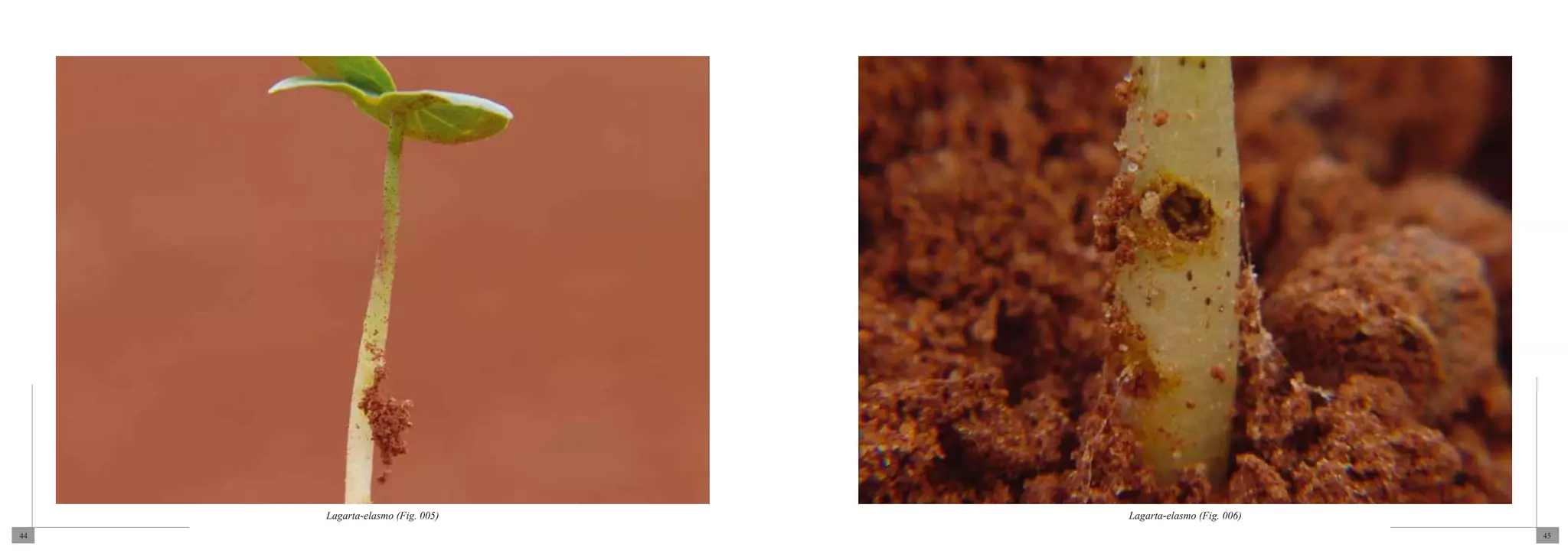 Lagarta-elasmo (Fig. 005)   Lagarta-elasmo (Fig. 006)
44                                                           45
 