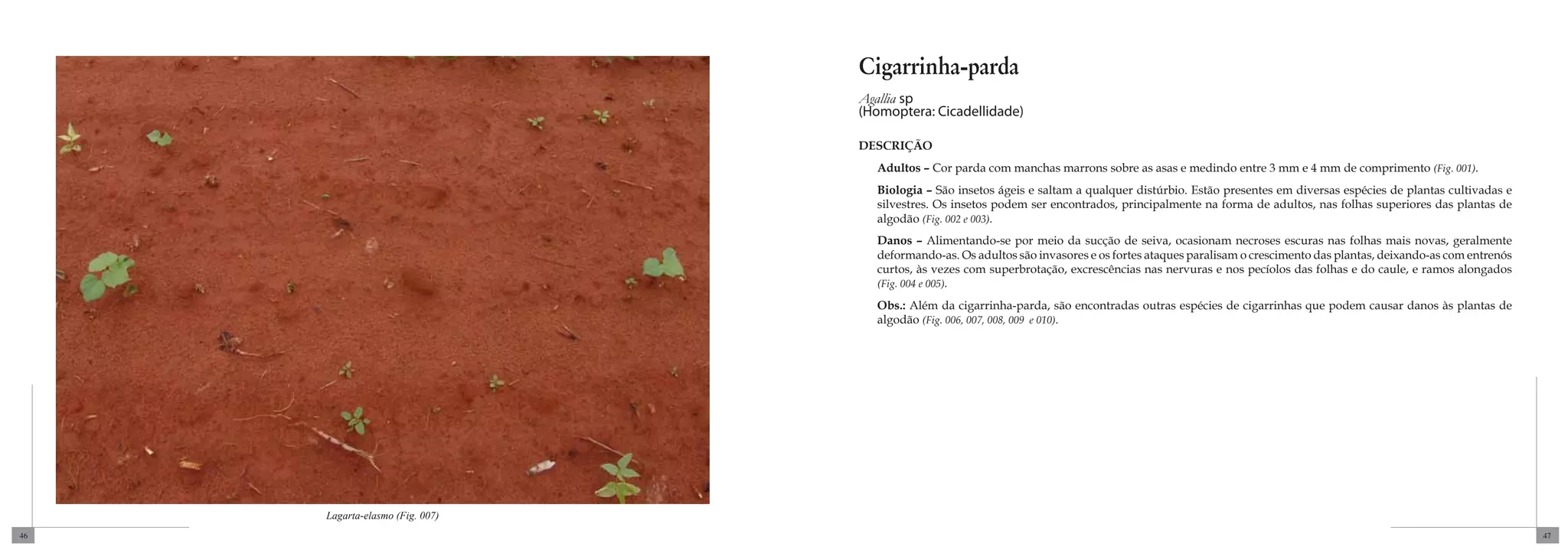 Cigarrinha-parda
                                 Agallia sp
                                 (Homoptera: Cicadellidade)

                                 DESCRIÇÃO
                                   Adultos – Cor parda com manchas marrons sobre as asas e medindo entre 3 mm e 4 mm de comprimento (Fig. 001).
                                   Biologia – São insetos ágeis e saltam a qualquer distúrbio. Estão presentes em diversas espécies de plantas cultivadas e
                                   silvestres. Os insetos podem ser encontrados, principalmente na forma de adultos, nas folhas superiores das plantas de
                                   algodão (Fig. 002 e 003).
                                   Danos – Alimentando-se por meio da sucção de seiva, ocasionam necroses escuras nas folhas mais novas, geralmente
                                   deformando-as. Os adultos são invasores e os fortes ataques paralisam o crescimento das plantas, deixando-as com entrenós
                                   curtos, às vezes com superbrotação, excrescências nas nervuras e nos pecíolos das folhas e do caule, e ramos alongados
                                   (Fig. 004 e 005).

                                   Obs.: Além da cigarrinha-parda, são encontradas outras espécies de cigarrinhas que podem causar danos às plantas de
                                   algodão (Fig. 006, 007, 008, 009 e 010).




     Lagarta-elasmo (Fig. 007)
46                                                                                                                                                             47
 