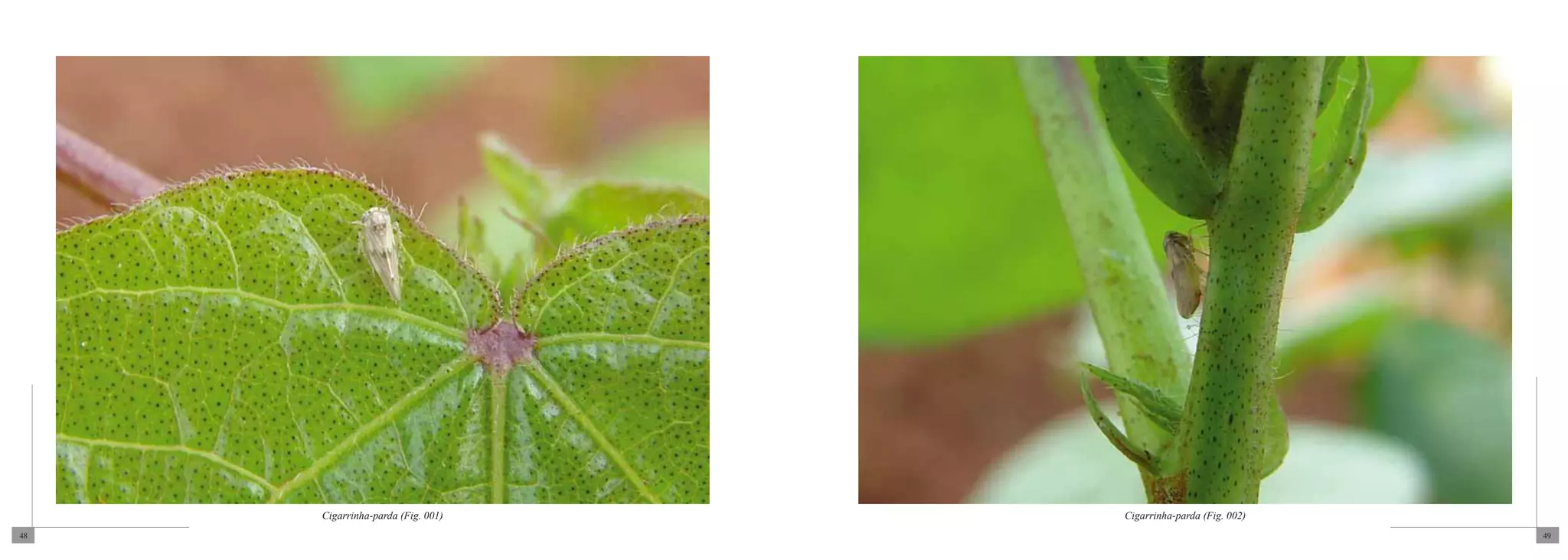 Cigarrinha-parda (Fig. 001)   Cigarrinha-parda (Fig. 002)
48                                                               49
 