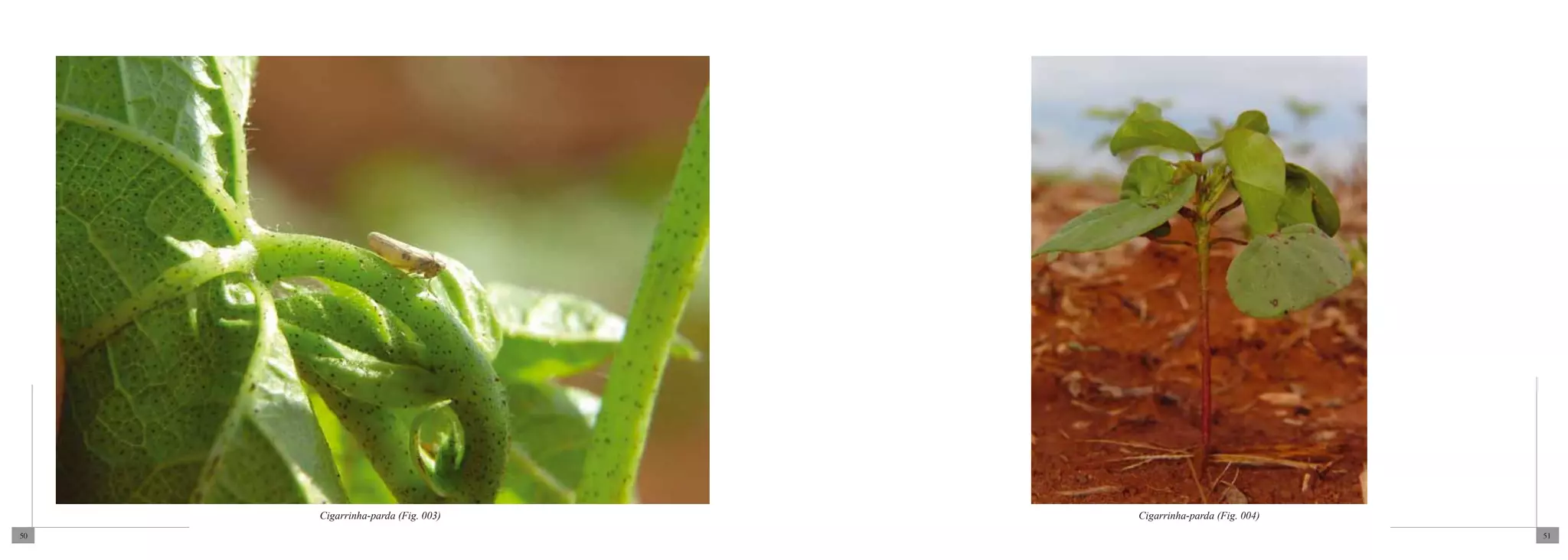 Cigarrinha-parda (Fig. 003)   Cigarrinha-parda (Fig. 004)
50                                                               51
 