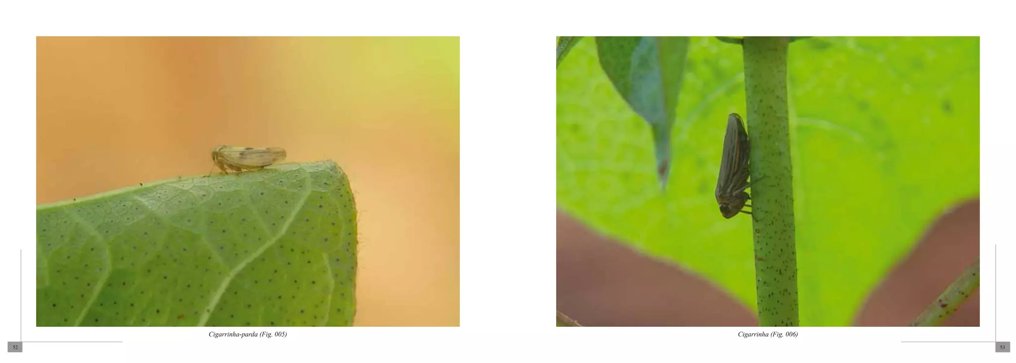 Cigarrinha-parda (Fig. 005)   Cigarrinha (Fig. 006)
52                                                         53
 