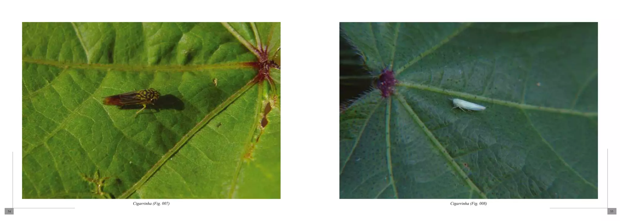 Cigarrinha (Fig. 007)   Cigarrinha (Fig. 008)
54                                                   55
 