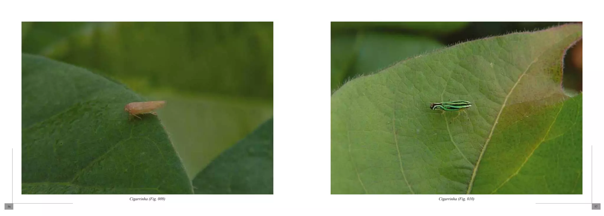 Cigarrinha (Fig. 009)   Cigarrinha (Fig. 010)
56                                                   57
 