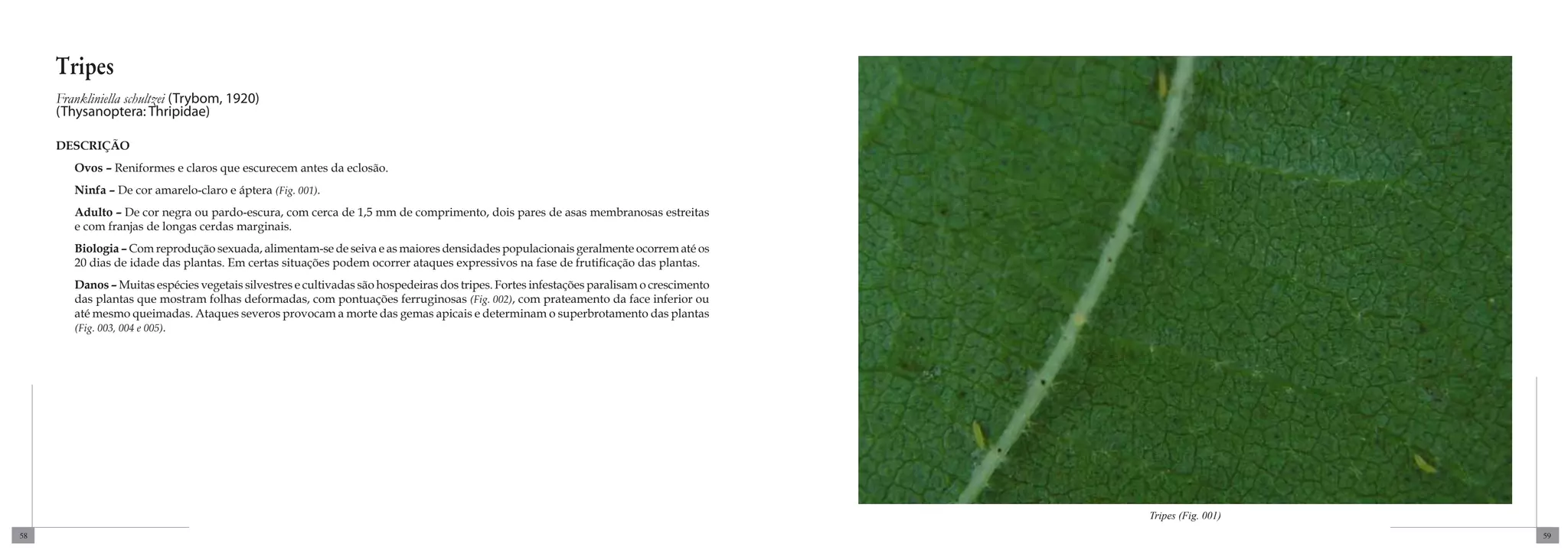 Tripes
     Frankliniella schultzei (Trybom, 1920)
     (Thysanoptera: Thripidae)

     DESCRIÇÃO
        Ovos – Reniformes e claros que escurecem antes da eclosão.
        Ninfa – De cor amarelo-claro e áptera (Fig. 001).
        Adulto – De cor negra ou pardo-escura, com cerca de 1,5 mm de comprimento, dois pares de asas membranosas estreitas
        e com franjas de longas cerdas marginais.
        Biologia – Com reprodução sexuada, alimentam-se de seiva e as maiores densidades populacionais geralmente ocorrem até os
        20 dias de idade das plantas. Em certas situações podem ocorrer ataques expressivos na fase de frutificação das plantas.
        Danos – Muitas espécies vegetais silvestres e cultivadas são hospedeiras dos tripes. Fortes infestações paralisam o crescimento
        das plantas que mostram folhas deformadas, com pontuações ferruginosas (Fig. 002), com prateamento da face inferior ou
        até mesmo queimadas. Ataques severos provocam a morte das gemas apicais e determinam o superbrotamento das plantas
        (Fig. 003, 004 e 005).




                                                                                                                                          Tripes (Fig. 001)
58                                                                                                                                                            59
 