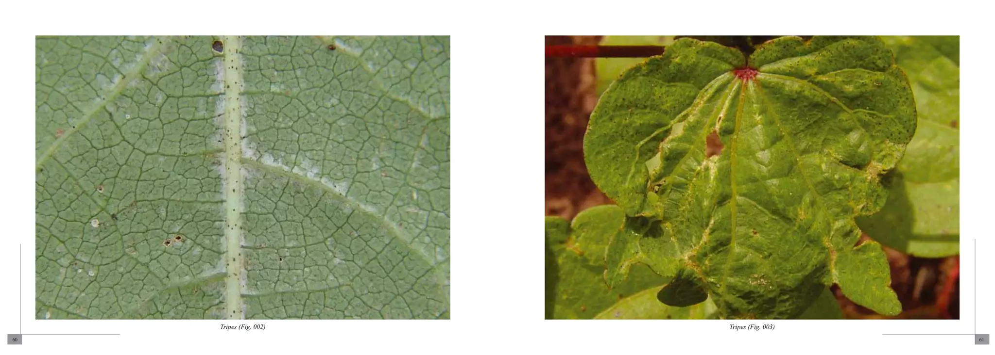Tripes (Fig. 002)   Tripes (Fig. 003)
60                                           61
 