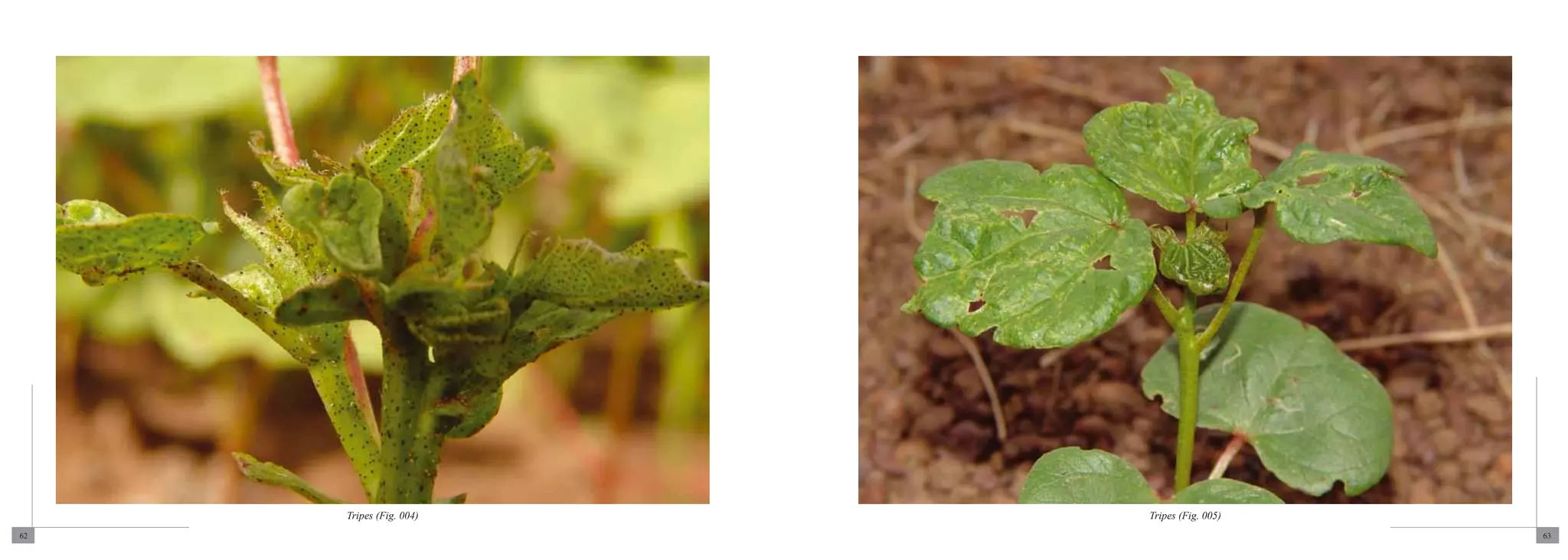 Tripes (Fig. 004)   Tripes (Fig. 005)
62                                           63
 
