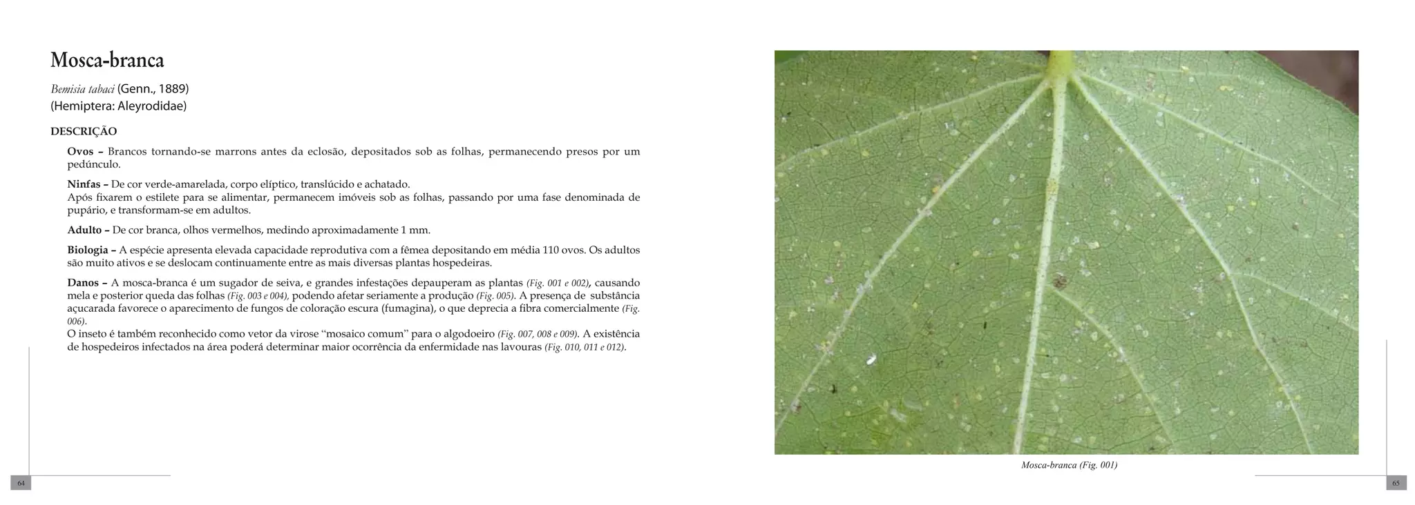 Mosca-branca
     Bemisia tabaci (Genn., 1889)
     (Hemiptera: Aleyrodidae)
     DESCRIÇÃO
        Ovos – Brancos tornando-se marrons antes da eclosão, depositados sob as folhas, permanecendo presos por um
        pedúnculo.
        Ninfas – De cor verde-amarelada, corpo elíptico, translúcido e achatado.
        Após fixarem o estilete para se alimentar, permanecem imóveis sob as folhas, passando por uma fase denominada de
        pupário, e transformam-se em adultos.
        Adulto – De cor branca, olhos vermelhos, medindo aproximadamente 1 mm.
        Biologia – A espécie apresenta elevada capacidade reprodutiva com a fêmea depositando em média 110 ovos. Os adultos
        são muito ativos e se deslocam continuamente entre as mais diversas plantas hospedeiras.
        Danos – A mosca-branca é um sugador de seiva, e grandes infestações depauperam as plantas (Fig. 001 e 002), causando
        mela e posterior queda das folhas (Fig. 003 e 004), podendo afetar seriamente a produção (Fig. 005). A presença de substância
        açucarada favorece o aparecimento de fungos de coloração escura (fumagina), o que deprecia a fibra comercialmente (Fig.
        006).
        O inseto é também reconhecido como vetor da virose “mosaico comum” para o algodoeiro (Fig. 007, 008 e 009). A existência
        de hospedeiros infectados na área poderá determinar maior ocorrência da enfermidade nas lavouras (Fig. 010, 011 e 012).




                                                                                                                                        Mosca-branca (Fig. 001)
64                                                                                                                                                                65
 