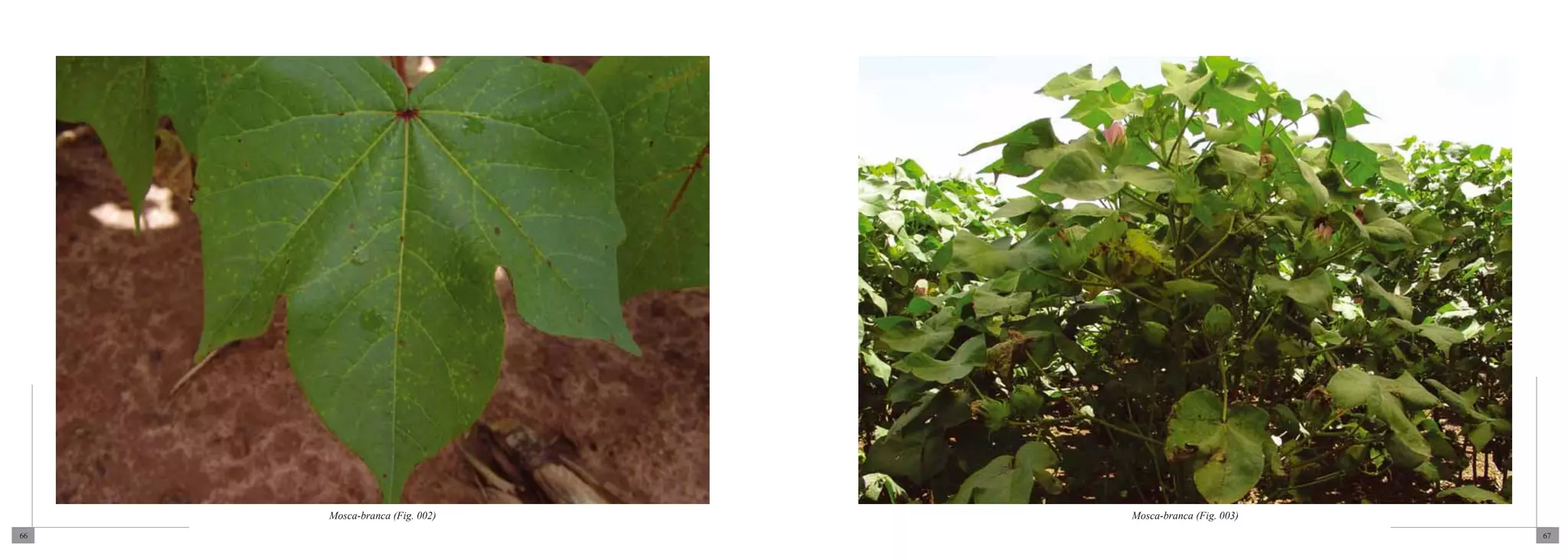 Mosca-branca (Fig. 002)   Mosca-branca (Fig. 003)
66                                                       67
 