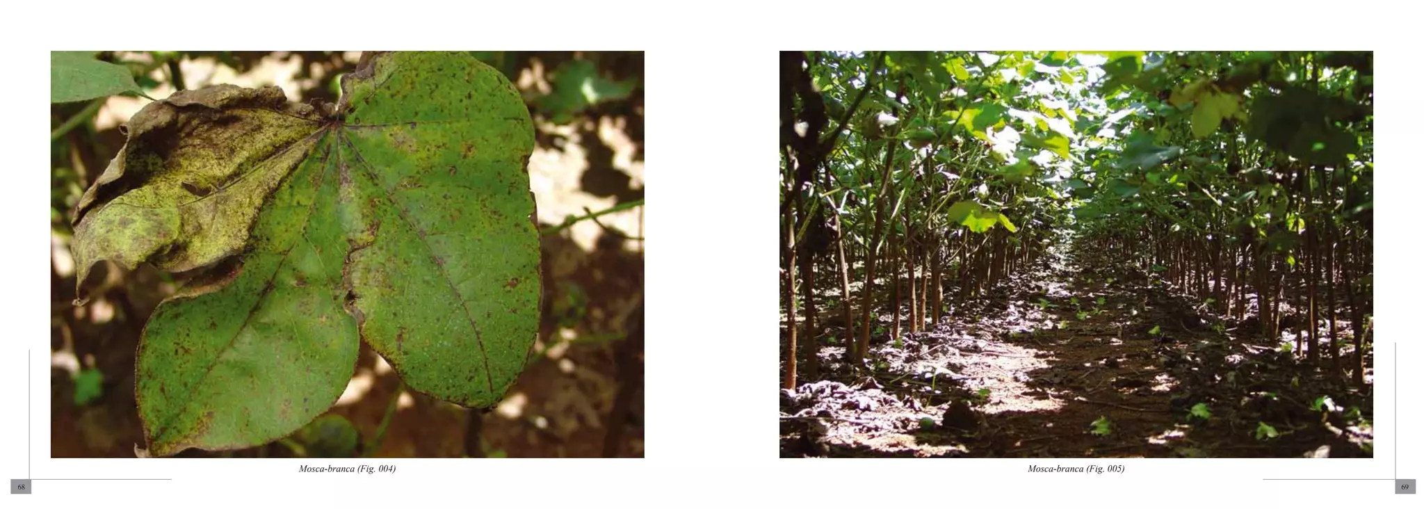 Mosca-branca (Fig. 004)   Mosca-branca (Fig. 005)
68                                                       69
 