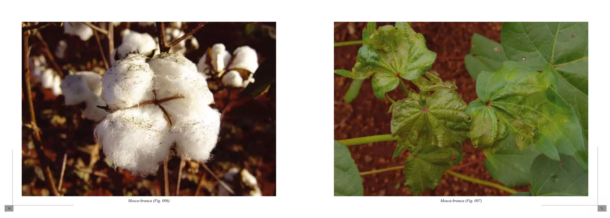 Mosca-branca (Fig. 006)   Mosca-branca (Fig. 007)
70                                                       71
 
