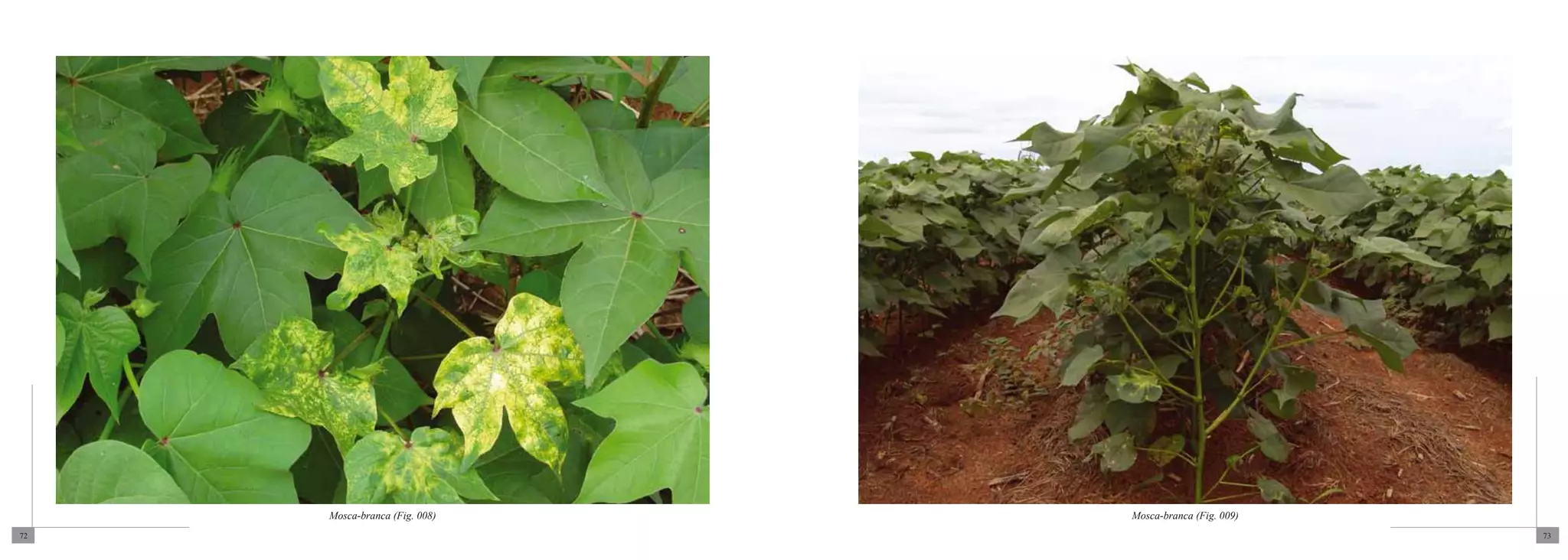 Mosca-branca (Fig. 008)   Mosca-branca (Fig. 009)
72                                                       73
 