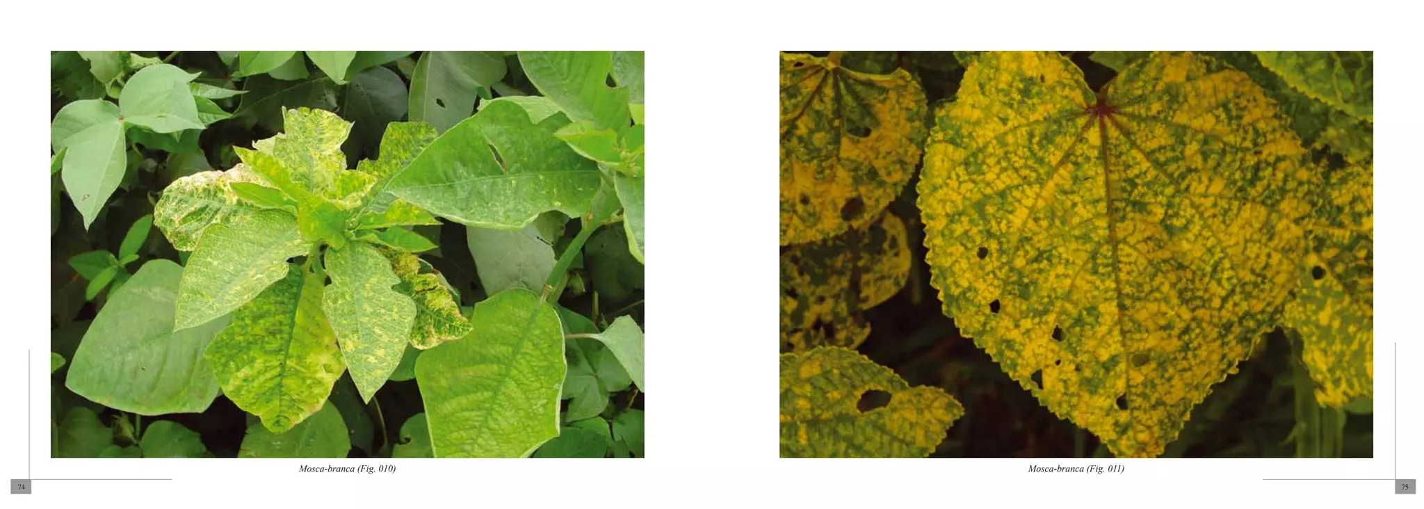 Mosca-branca (Fig. 010)   Mosca-branca (Fig. 011)
74                                                       75
 