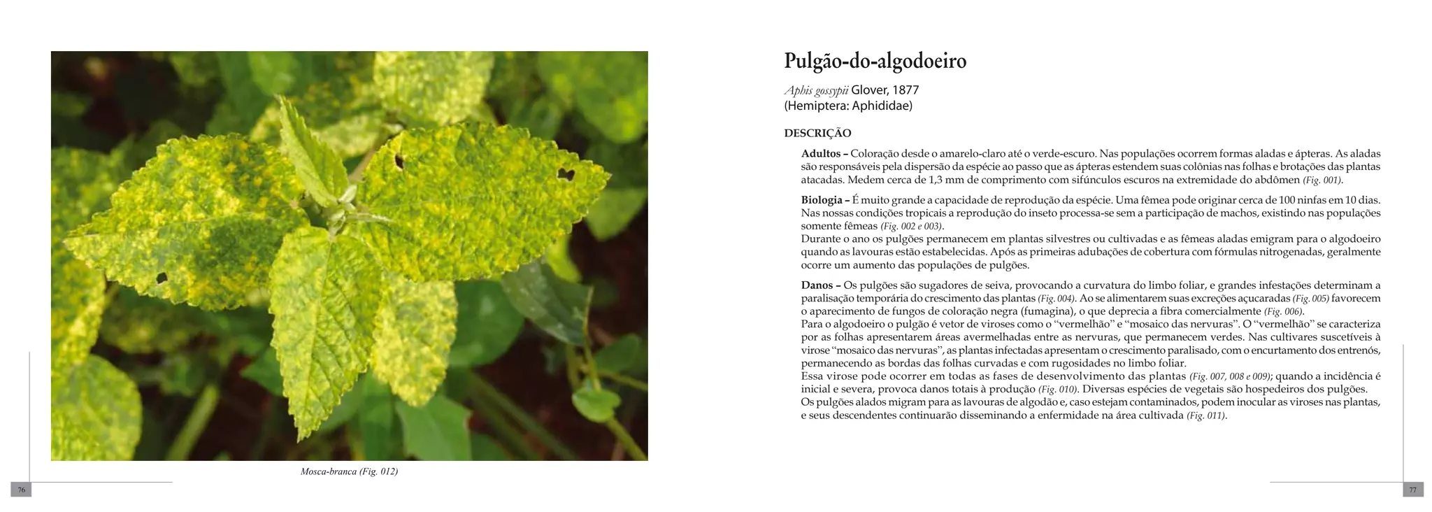 Pulgão-do-algodoeiro
                               Aphis gossypii Glover, 1877
                               (Hemiptera: Aphididae)

                               DESCRIÇÃO
                                  Adultos – Coloração desde o amarelo-claro até o verde-escuro. Nas populações ocorrem formas aladas e ápteras. As aladas
                                  são responsáveis pela dispersão da espécie ao passo que as ápteras estendem suas colônias nas folhas e brotações das plantas
                                  atacadas. Medem cerca de 1,3 mm de comprimento com sifúnculos escuros na extremidade do abdômen (Fig. 001).
                                  Biologia – É muito grande a capacidade de reprodução da espécie. Uma fêmea pode originar cerca de 100 ninfas em 10 dias.
                                  Nas nossas condições tropicais a reprodução do inseto processa-se sem a participação de machos, existindo nas populações
                                  somente fêmeas (Fig. 002 e 003).
                                  Durante o ano os pulgões permanecem em plantas silvestres ou cultivadas e as fêmeas aladas emigram para o algodoeiro
                                  quando as lavouras estão estabelecidas. Após as primeiras adubações de cobertura com fórmulas nitrogenadas, geralmente
                                  ocorre um aumento das populações de pulgões.
                                  Danos – Os pulgões são sugadores de seiva, provocando a curvatura do limbo foliar, e grandes infestações determinam a
                                  paralisação temporária do crescimento das plantas (Fig. 004). Ao se alimentarem suas excreções açucaradas (Fig. 005) favorecem
                                  o aparecimento de fungos de coloração negra (fumagina), o que deprecia a fibra comercialmente (Fig. 006).
                                  Para o algodoeiro o pulgão é vetor de viroses como o “vermelhão” e “mosaico das nervuras”. O “vermelhão” se caracteriza
                                  por as folhas apresentarem áreas avermelhadas entre as nervuras, que permanecem verdes. Nas cultivares suscetíveis à
                                  virose “mosaico das nervuras”, as plantas infectadas apresentam o crescimento paralisado, com o encurtamento dos entrenós,
                                  permanecendo as bordas das folhas curvadas e com rugosidades no limbo foliar.
                                  Essa virose pode ocorrer em todas as fases de desenvolvimento das plantas (Fig. 007, 008 e 009); quando a incidência é
                                  inicial e severa, provoca danos totais à produção (Fig. 010). Diversas espécies de vegetais são hospedeiros dos pulgões.
                                  Os pulgões alados migram para as lavouras de algodão e, caso estejam contaminados, podem inocular as viroses nas plantas,
                                  e seus descendentes continuarão disseminando a enfermidade na área cultivada (Fig. 011).




     Mosca-branca (Fig. 012)
76                                                                                                                                                                 77
 