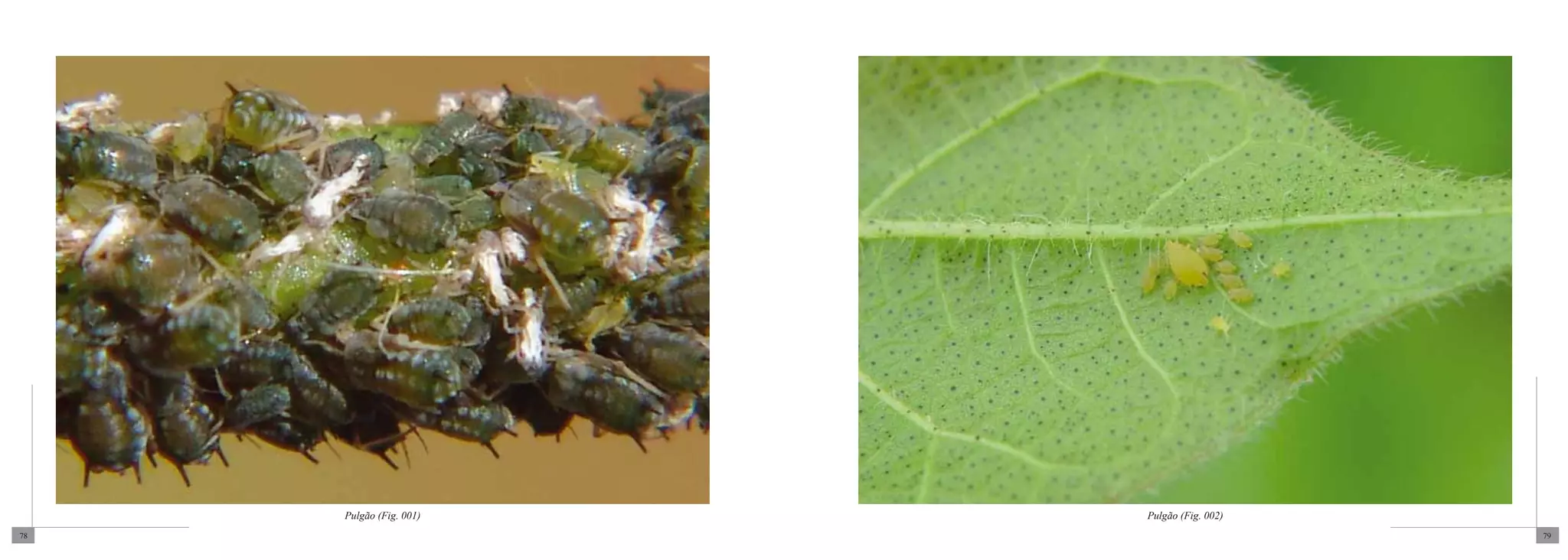 Pulgão (Fig. 001)   Pulgão (Fig. 002)
78                                           79
 