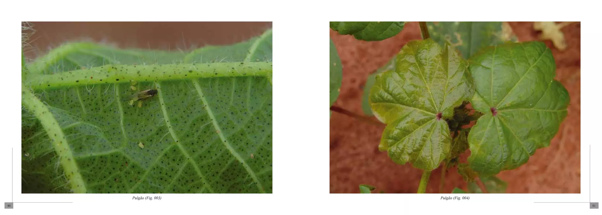 Pulgão (Fig. 003)   Pulgão (Fig. 004)
80                                           81
 