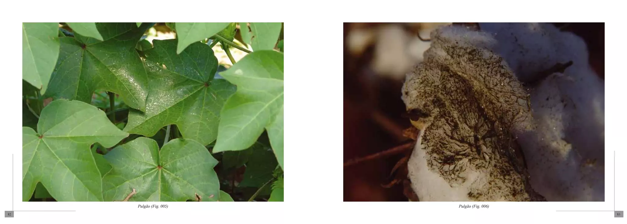 Pulgão (Fig. 005)   Pulgão (Fig. 006)
82                                           83
 