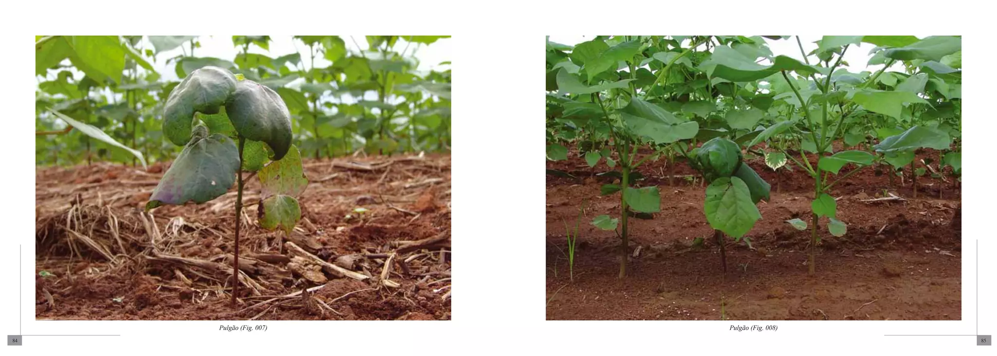 Pulgão (Fig. 007)   Pulgão (Fig. 008)
84                                           85
 