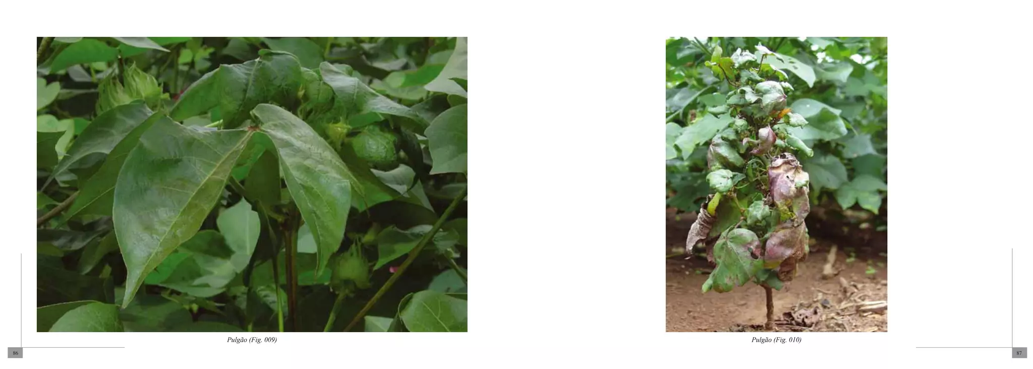 Pulgão (Fig. 009)   Pulgão (Fig. 010)
86                                           87
 