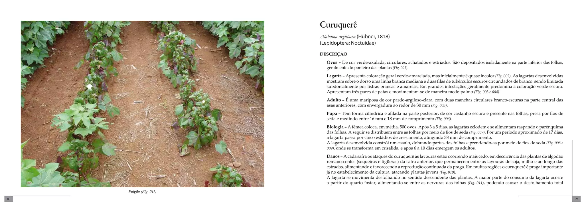Curuquerê
                         Alabama argillacea (Hübner, 1818)
                         (Lepidoptera: Noctuidae)

                         DESCRIÇÃO
                            Ovos – De cor verde-azulada, circulares, achatados e estriados. São depositados isoladamente na parte inferior das folhas,
                            geralmente do ponteiro das plantas (Fig. 001).
                            Lagarta – Apresenta coloração geral verde-amarelada, mas inicialmente é quase incolor (Fig. 002). As lagartas desenvolvidas
                            mostram sobre o dorso uma linha branca mediana e duas filas de tubérculos escuros circundados de branco, sendo limitada
                            subdorsalmente por listras brancas e amarelas. Em grandes infestações geralmente predomina a coloração verde-escura.
                            Apresentam três pares de patas e movimentam-se de maneira mede-palmo (Fig. 003 e 004).
                            Adulto – É uma mariposa de cor pardo-argiloso-clara, com duas manchas circulares branco-escuras na parte central das
                            asas anteriores, com envergadura ao redor de 30 mm (Fig. 005).
                            Pupa – Tem forma cilíndrica e afilada na parte posterior, de cor castanho-escuro e presente nas folhas, presa por fios de
                            seda e medindo entre 16 mm e 18 mm de comprimento (Fig. 006).
                            Biologia – A fêmea coloca, em média, 500 ovos. Após 3 a 5 dias, as lagartas eclodem e se alimentam raspando o parênquima
                            das folhas. A seguir se distribuem entre as folhas por meio de fios de seda (Fig. 007). Por um período aproximado de 17 dias,
                            a lagarta passa por cinco estádios de crescimento, atingindo 38 mm de comprimento.
                            A lagarta desenvolvida constrói um casulo, dobrando partes das folhas e prendendo-as por meio de fios de seda (Fig. 008 e
                            009), onde se transforma em crisálida, e após 6 a 10 dias emergem os adultos.

                            Danos – A cada safra os ataques do curuquerê às lavouras estão ocorrendo mais cedo, em decorrência das plantas de algodão
                            remanescentes (soqueiras e tigüeras) da safra anterior, que permanecem entre as lavouras de soja, milho e ao longo das
                            estradas, alimentando e favorecendo a reprodução continuada da praga. Em muitas regiões o curuquerê é praga importante
                            já no estabelecimento da cultura, atacando plantas jovens (Fig. 010).
                            A lagarta se movimenta desfolhando no sentido descendente das plantas. A maior parte do consumo da lagarta ocorre
                            a partir do quarto ínstar, alimentando-se entre as nervuras das folhas (Fig. 011), podendo causar o desfolhamento total
     Pulgão (Fig. 011)
88                                                                                                                                                          89
 