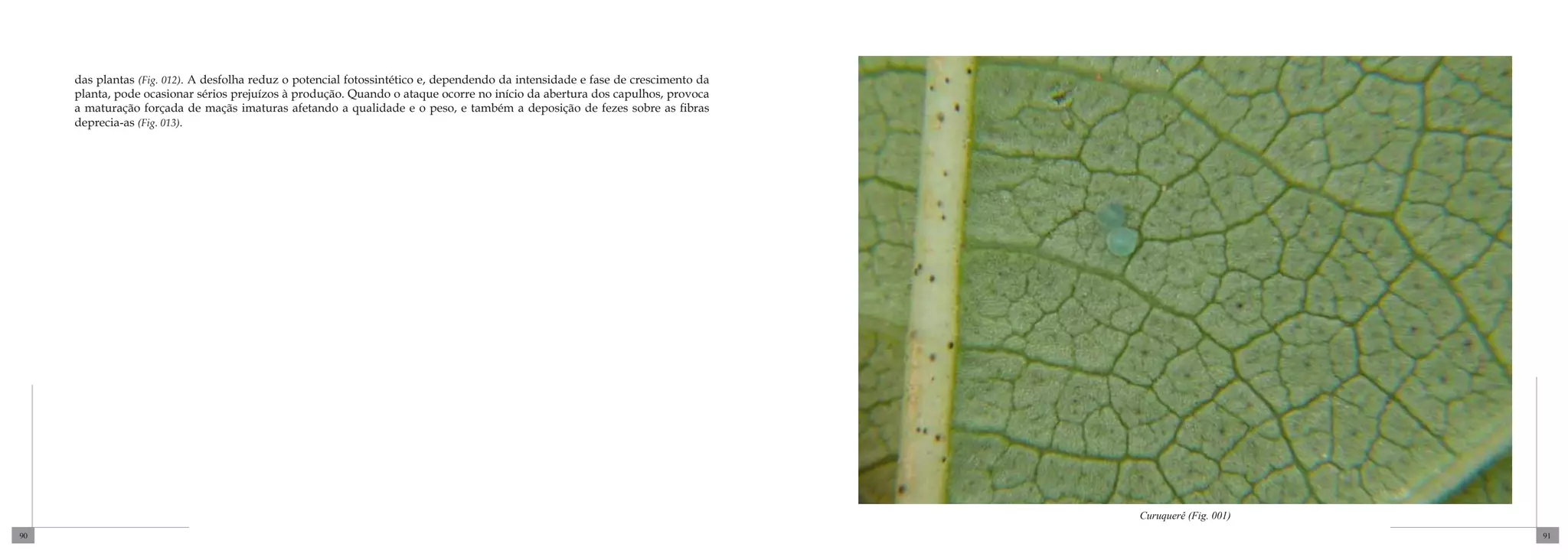 das plantas (Fig. 012). A desfolha reduz o potencial fotossintético e, dependendo da intensidade e fase de crescimento da
     planta, pode ocasionar sérios prejuízos à produção. Quando o ataque ocorre no início da abertura dos capulhos, provoca
     a maturação forçada de maçãs imaturas afetando a qualidade e o peso, e também a deposição de fezes sobre as fibras
     deprecia-as (Fig. 013).




                                                                                                                                 Curuquerê (Fig. 001)
90                                                                                                                                                      91
 