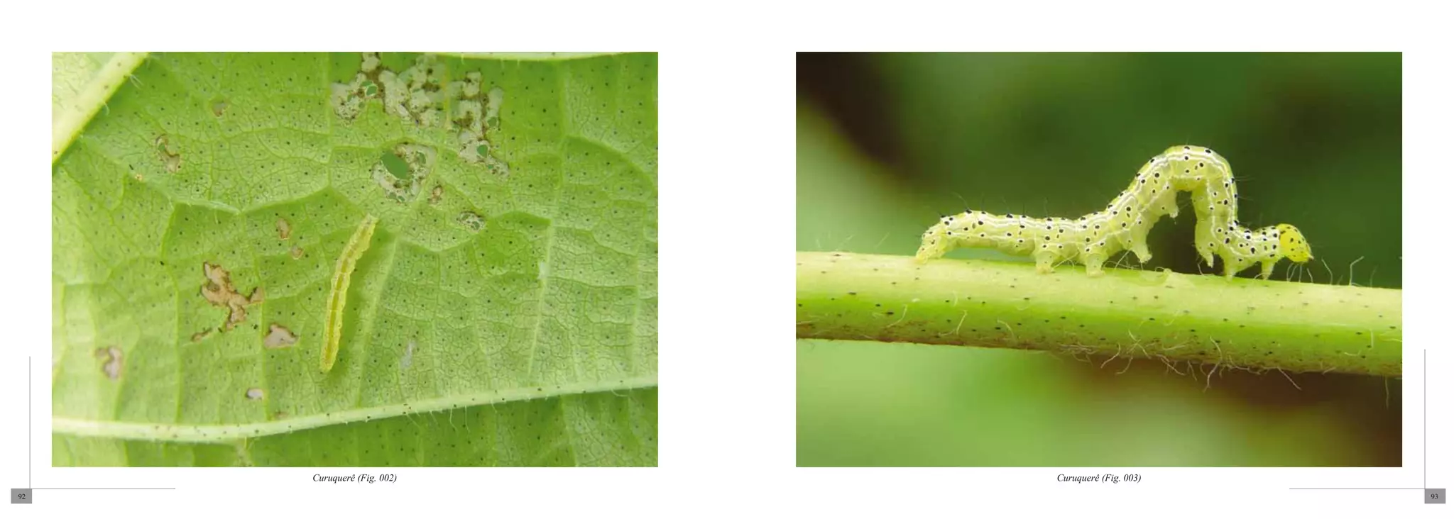 Curuquerê (Fig. 002)   Curuquerê (Fig. 003)
92                                                 93
 
