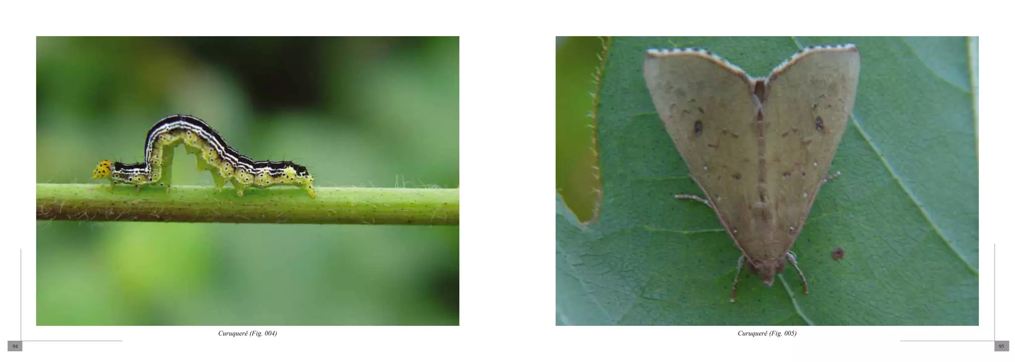 Curuquerê (Fig. 004)   Curuquerê (Fig. 005)
94                                                 95
 