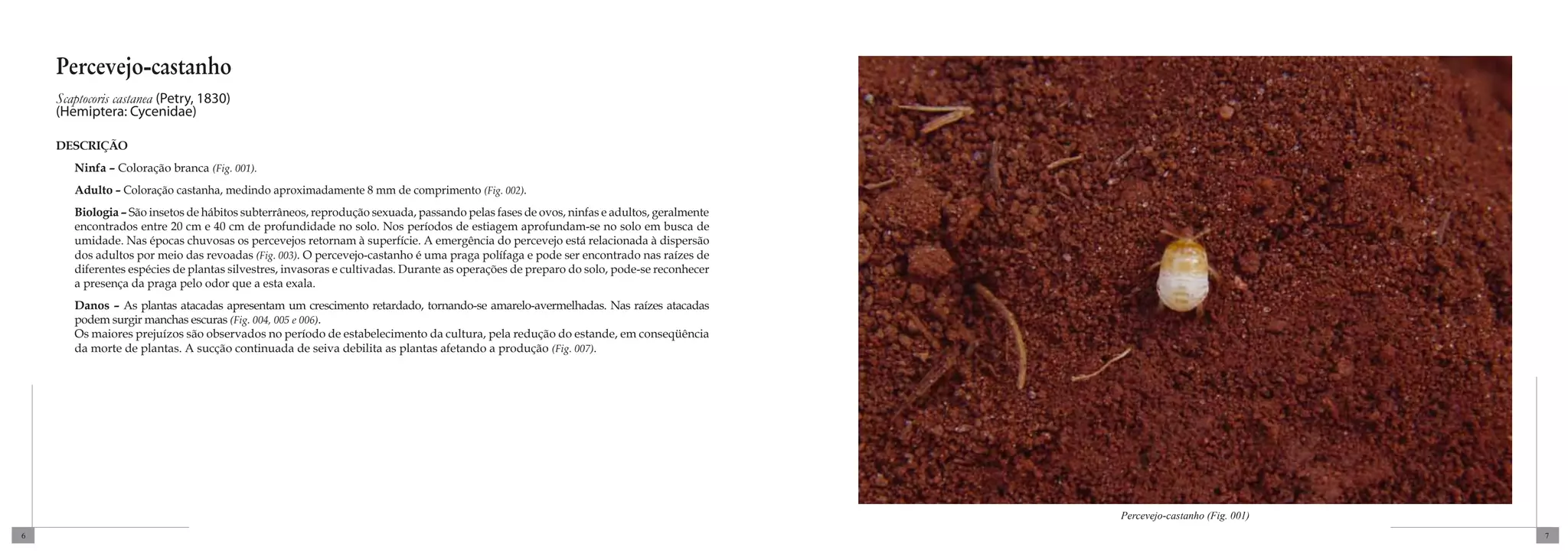 Percevejo-castanho
    Scaptocoris castanea (Petry, 1830)
    (Hemiptera: Cycenidae)

    DESCRIÇÃO
       Ninfa – Coloração branca (Fig. 001).
       Adulto – Coloração castanha, medindo aproximadamente 8 mm de comprimento (Fig. 002).
       Biologia – São insetos de hábitos subterrâneos, reprodução sexuada, passando pelas fases de ovos, ninfas e adultos, geralmente
       encontrados entre 20 cm e 40 cm de profundidade no solo. Nos períodos de estiagem aprofundam-se no solo em busca de
       umidade. Nas épocas chuvosas os percevejos retornam à superfície. A emergência do percevejo está relacionada à dispersão
       dos adultos por meio das revoadas (Fig. 003). O percevejo-castanho é uma praga polífaga e pode ser encontrado nas raízes de
       diferentes espécies de plantas silvestres, invasoras e cultivadas. Durante as operações de preparo do solo, pode-se reconhecer
       a presença da praga pelo odor que a esta exala.
       Danos – As plantas atacadas apresentam um crescimento retardado, tornando-se amarelo-avermelhadas. Nas raízes atacadas
       podem surgir manchas escuras (Fig. 004, 005 e 006).
       Os maiores prejuízos são observados no período de estabelecimento da cultura, pela redução do estande, em conseqüência
       da morte de plantas. A sucção continuada de seiva debilita as plantas afetando a produção (Fig. 007).




                                                                                                                                        Percevejo-castanho (Fig. 001)
6                                                                                                                                                                       7
 