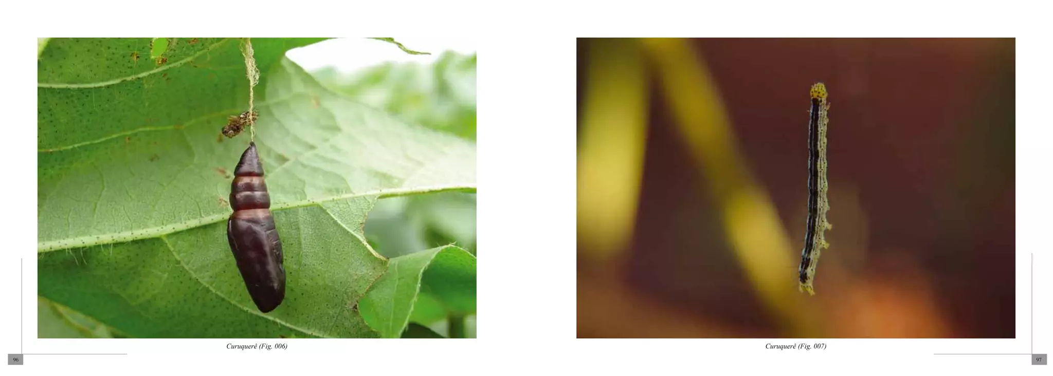 Curuquerê (Fig. 006)   Curuquerê (Fig. 007)
96                                                 97
 
