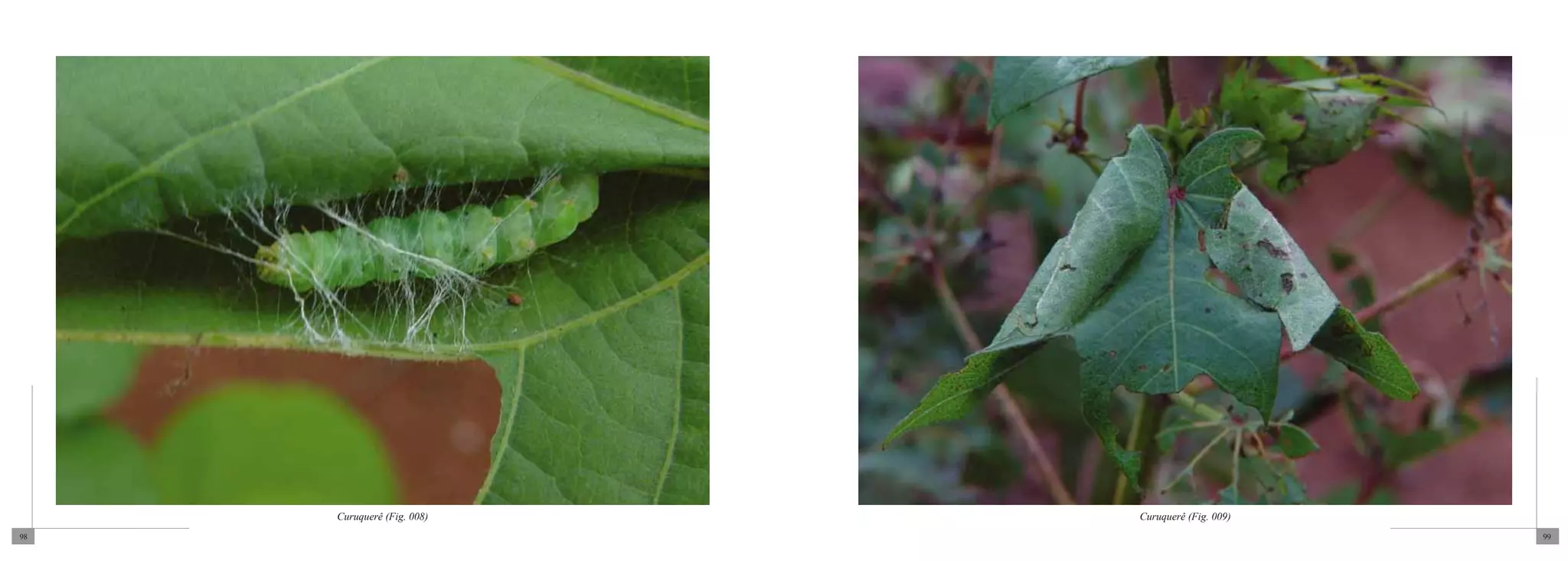 Curuquerê (Fig. 008)   Curuquerê (Fig. 009)
98                                                 99
 