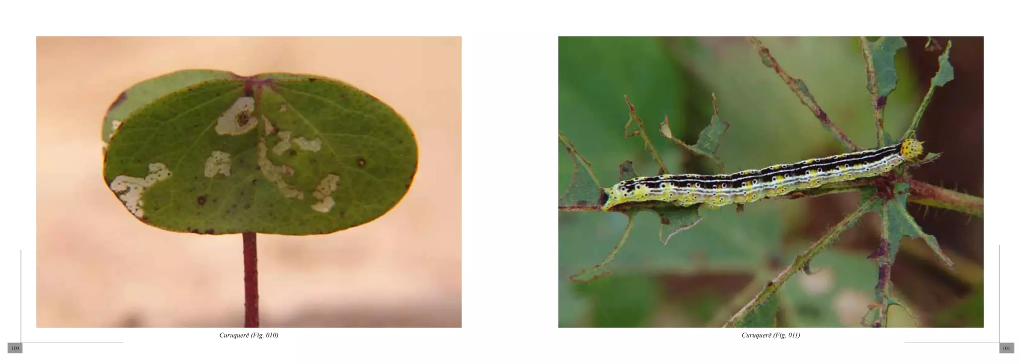 Curuquerê (Fig. 010)   Curuquerê (Fig. 011)
100                                                 101
 