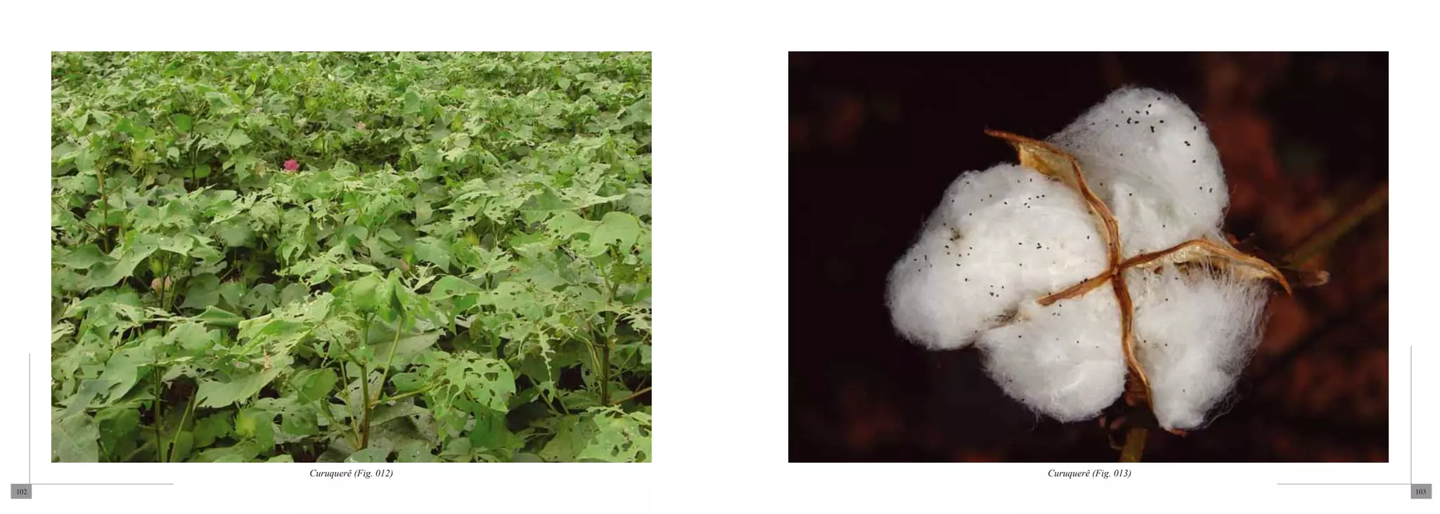 Curuquerê (Fig. 012)   Curuquerê (Fig. 013)
102                                                 103
 