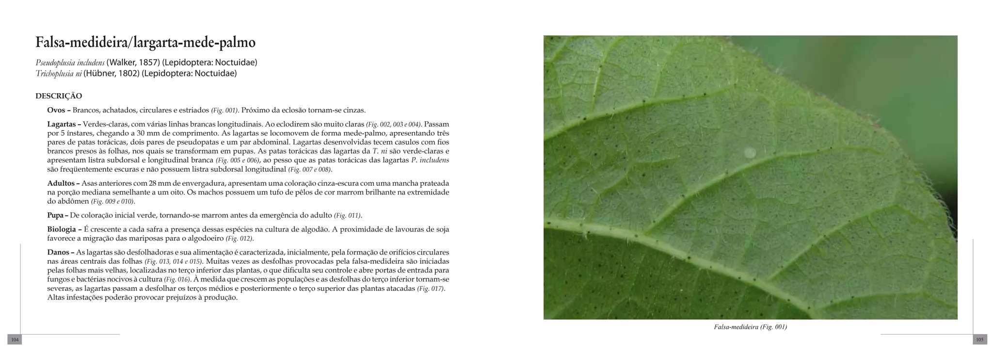 Falsa-medideira/largarta-mede-palmo
      Pseudoplusia includens (Walker, 1857) (Lepidoptera: Noctuidae)
      Trichoplusia ni (Hübner, 1802) (Lepidoptera: Noctuidae)

      DESCRIÇÃO
         Ovos – Brancos, achatados, circulares e estriados (Fig. 001). Próximo da eclosão tornam-se cinzas.
         Lagartas – Verdes-claras, com várias linhas brancas longitudinais. Ao eclodirem são muito claras (Fig. 002, 003 e 004). Passam
         por 5 ínstares, chegando a 30 mm de comprimento. As lagartas se locomovem de forma mede-palmo, apresentando três
         pares de patas torácicas, dois pares de pseudopatas e um par abdominal. Lagartas desenvolvidas tecem casulos com fios
         brancos presos às folhas, nos quais se transformam em pupas. As patas torácicas das lagartas da T. ni são verde-claras e
         apresentam listra subdorsal e longitudinal branca (Fig. 005 e 006), ao pesso que as patas torácicas das lagartas P. includens
         são freqüentemente escuras e não possuem listra subdorsal longitudinal (Fig. 007 e 008).
         Adultos – Asas anteriores com 28 mm de envergadura, apresentam uma coloração cinza-escura com uma mancha prateada
         na porção mediana semelhante a um oito. Os machos possuem um tufo de pêlos de cor marrom brilhante na extremidade
         do abdômen (Fig. 009 e 010).
         Pupa – De coloração inicial verde, tornando-se marrom antes da emergência do adulto (Fig. 011).
         Biologia – É crescente a cada safra a presença dessas espécies na cultura de algodão. A proximidade de lavouras de soja
         favorece a migração das mariposas para o algodoeiro (Fig. 012).
         Danos – As lagartas são desfolhadoras e sua alimentação é caracterizada, inicialmente, pela formação de orifícios circulares
         nas áreas centrais das folhas (Fig. 013, 014 e 015). Muitas vezes as desfolhas provocadas pela falsa-medideira são iniciadas
         pelas folhas mais velhas, localizadas no terço inferior das plantas, o que dificulta seu controle e abre portas de entrada para
         fungos e bactérias nocivos à cultura (Fig. 016). À medida que crescem as populações e as desfolhas do terço inferior tornam-se
         severas, as lagartas passam a desfolhar os terços médios e posteriormente o terço superior das plantas atacadas (Fig. 017).
         Altas infestações poderão provocar prejuízos à produção.


                                                                                                                                           Falsa-medideira (Fig. 001)
104                                                                                                                                                                     105
 