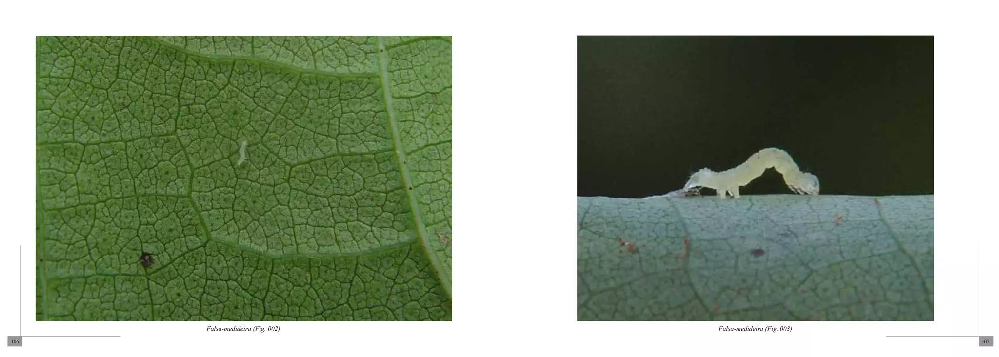 Falsa-medideira (Fig. 002)   Falsa-medideira (Fig. 003)
106                                                             107
 