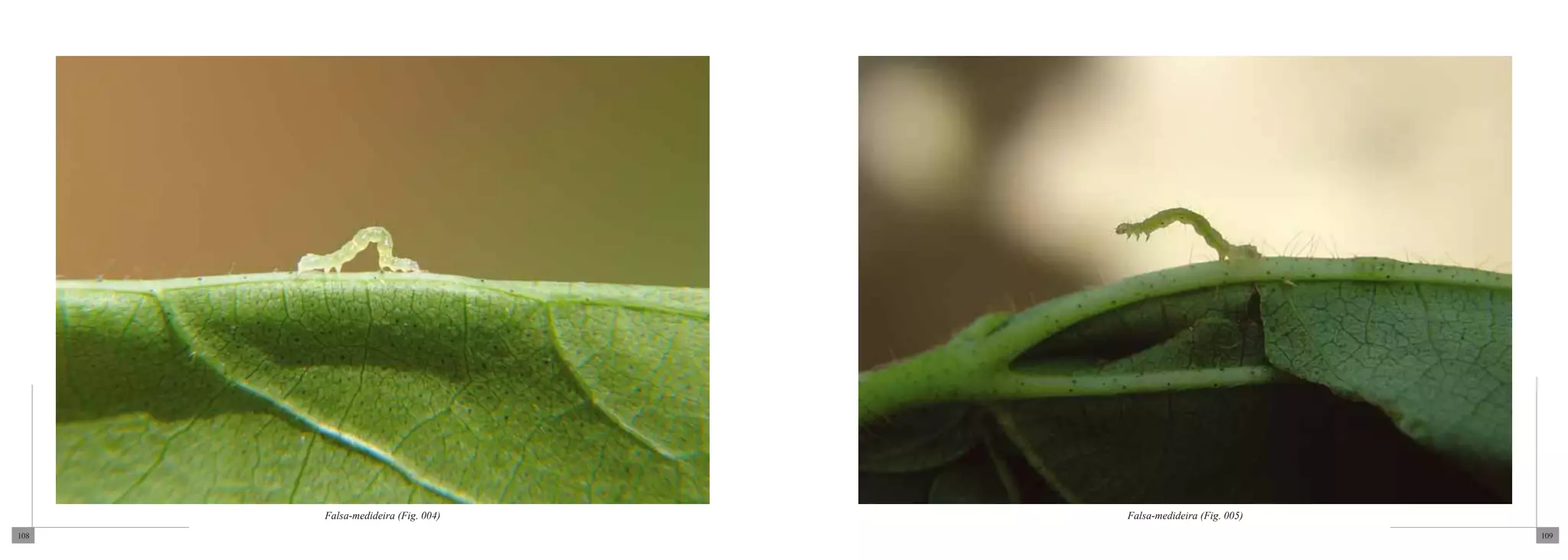 Falsa-medideira (Fig. 004)   Falsa-medideira (Fig. 005)
108                                                             109
 