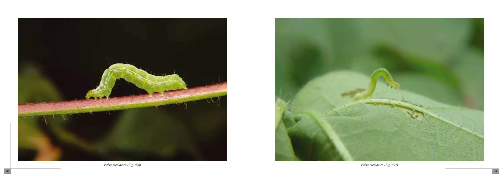 Falsa-medideira (Fig. 006)   Falsa-medideira (Fig. 007)
110                                                             111
 
