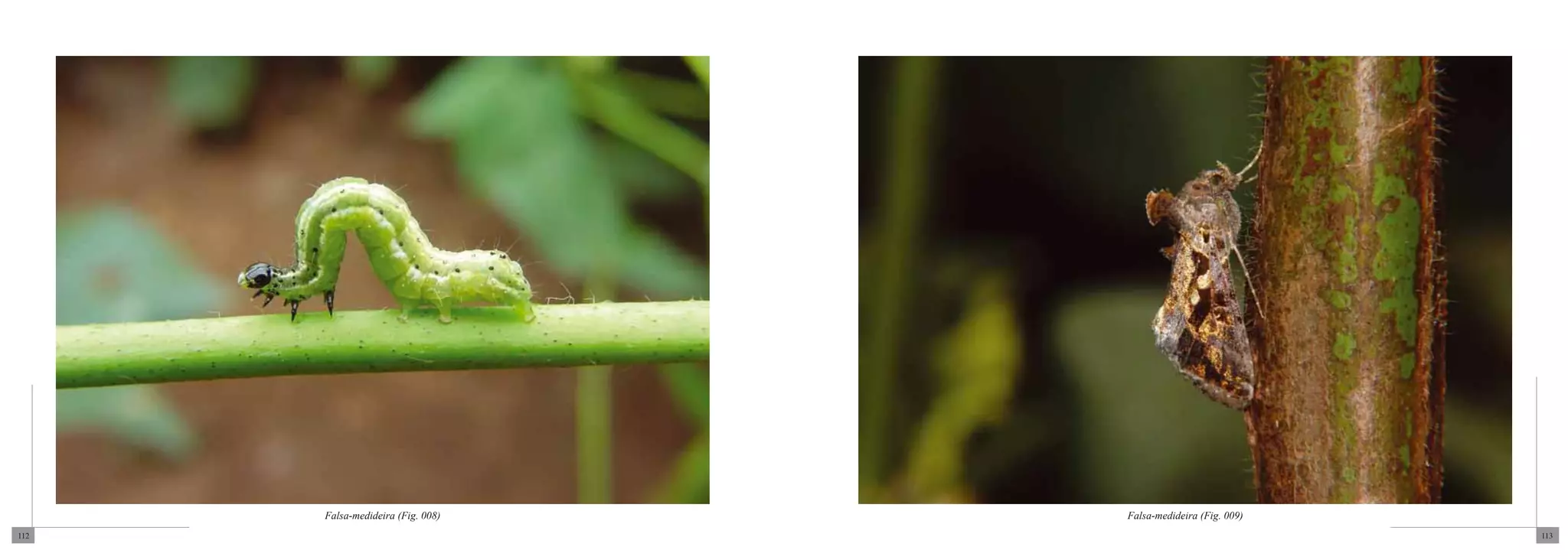 Falsa-medideira (Fig. 008)   Falsa-medideira (Fig. 009)
112                                                             113
 