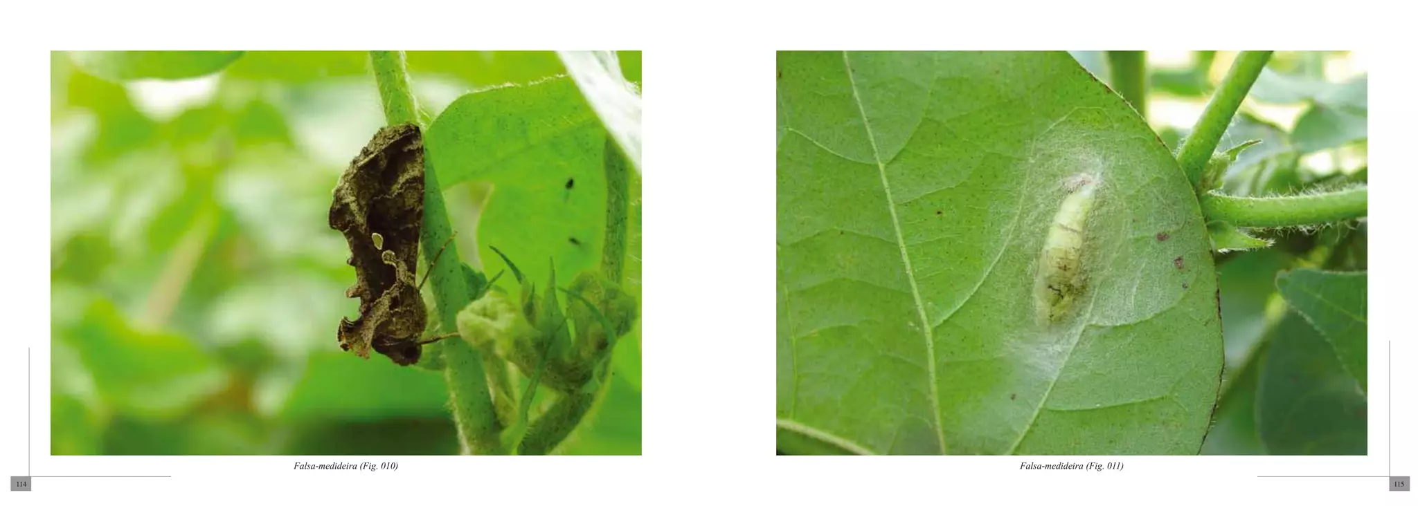 Falsa-medideira (Fig. 010)   Falsa-medideira (Fig. 011)
114                                                             115
 